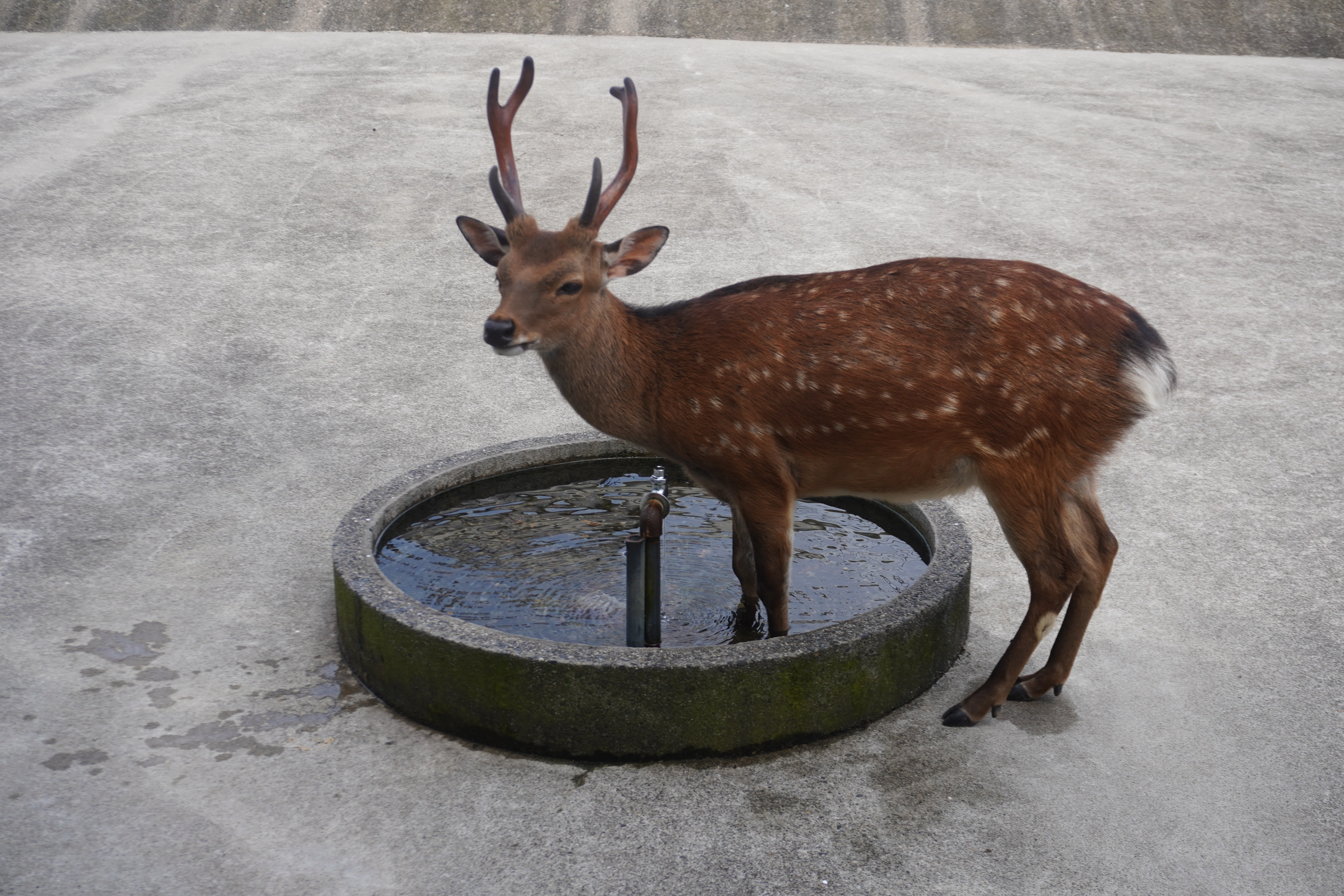 ZASO:283】新潟県 #松村公園シカ園｜ZASOちゃんねる