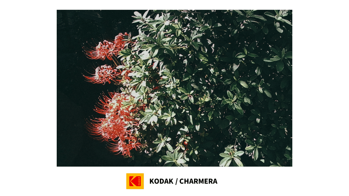 KODAK CHARMERA 作例集】ただのランダム商品ではない、プロダクトから