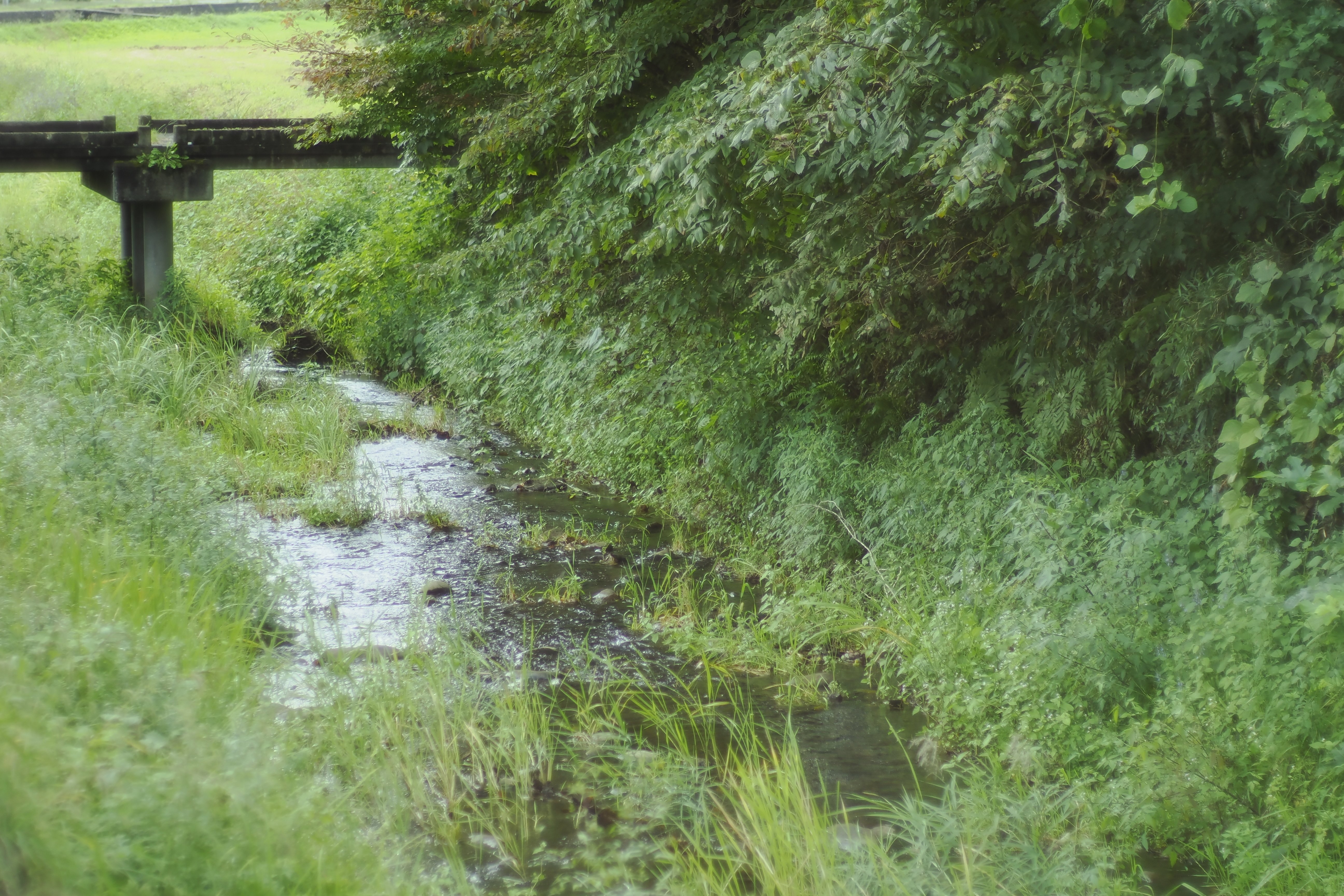 秋の里山歩き × OMオールドレンズ（JPEG撮って出し）｜佐藤良平