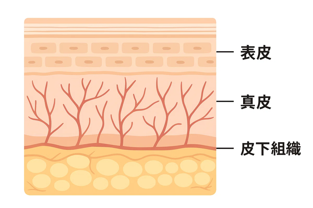 美肌を支えるもう一つの土台 |acco