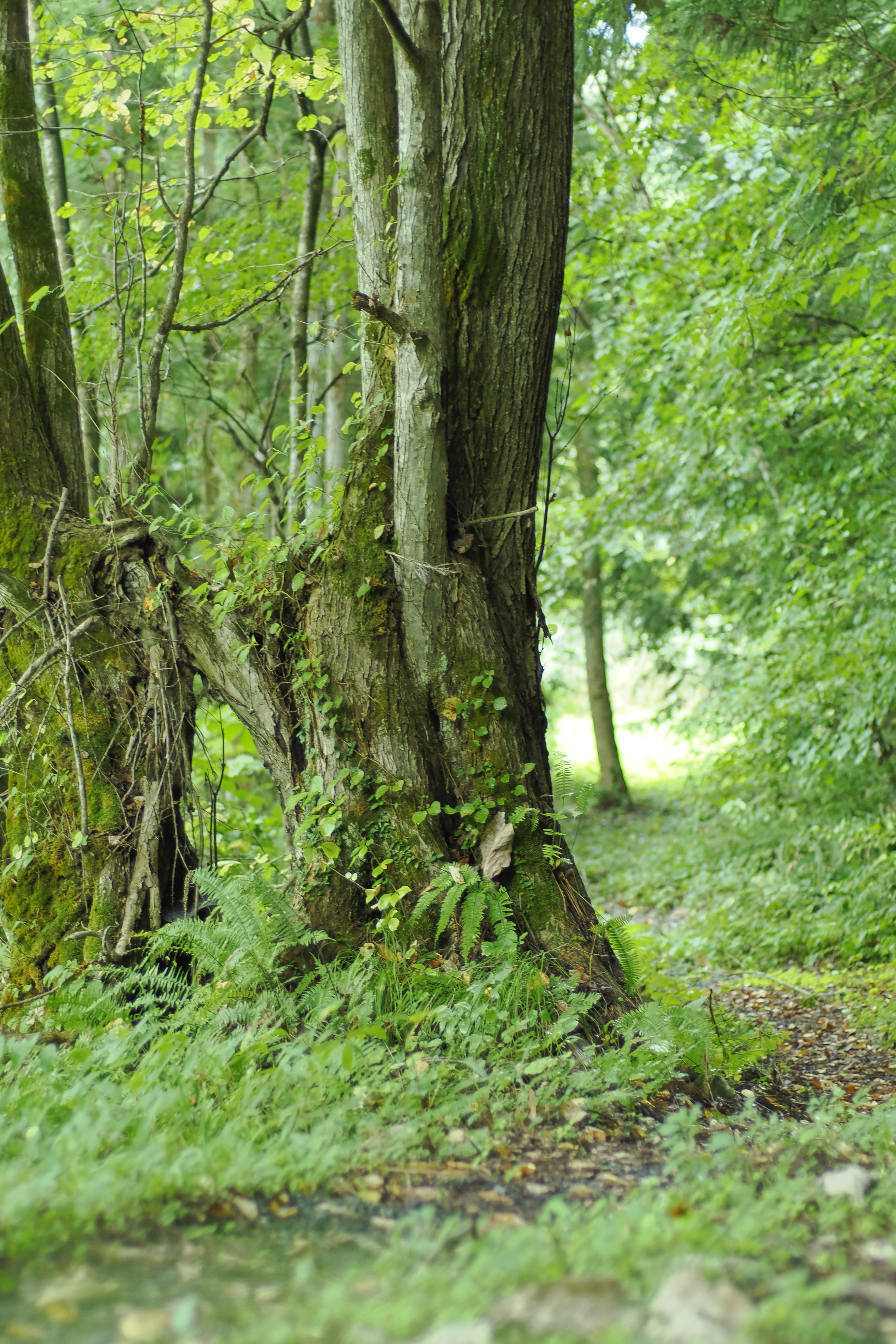 秋の里山歩き × OMオールドレンズ（JPEG撮って出し）｜佐藤良平