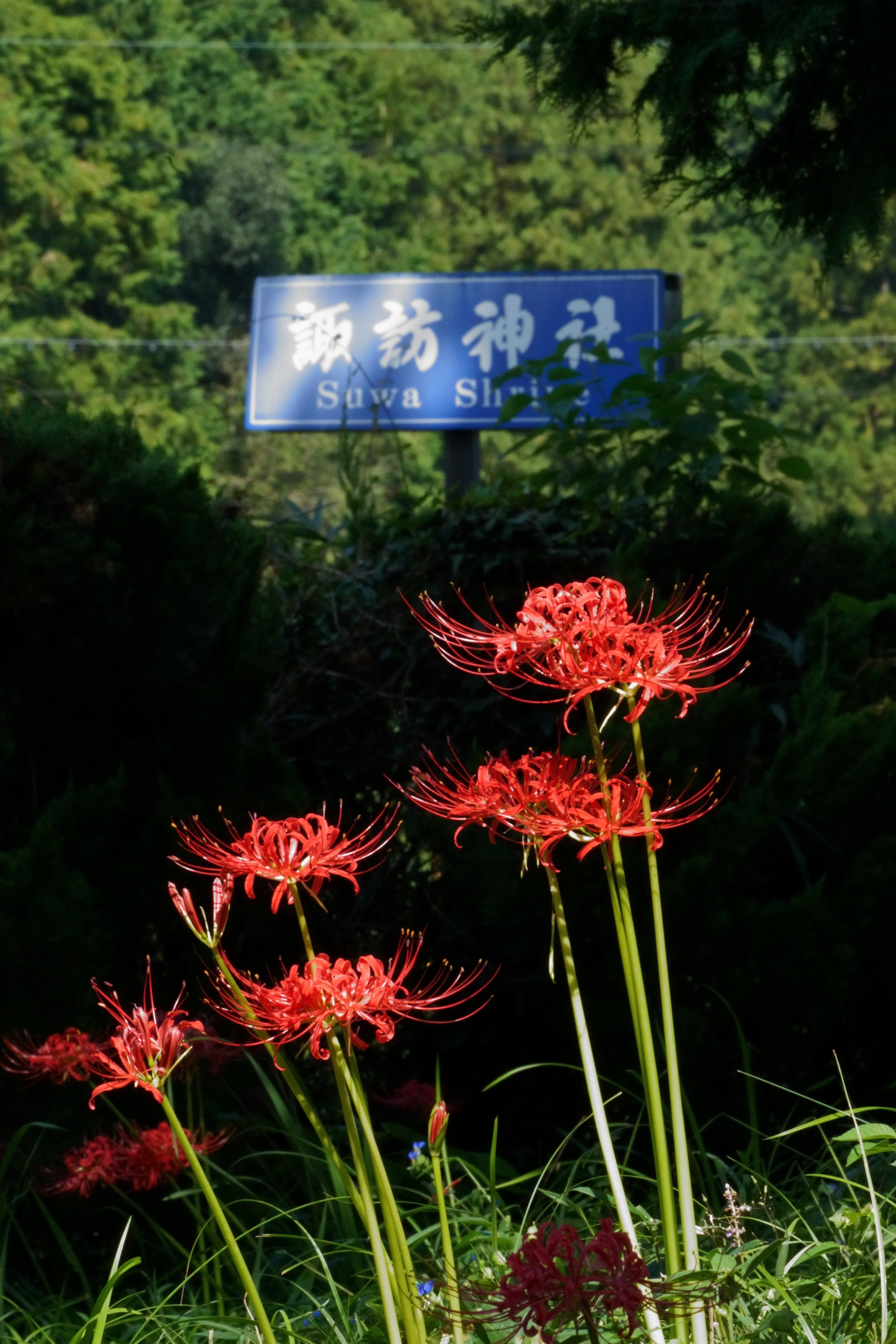 【中古】 花でいご 詩集/花神社/岸本マチ子 中古】 花でいご 詩集 / 岸本マチ子 / 花神社 - メルカリ