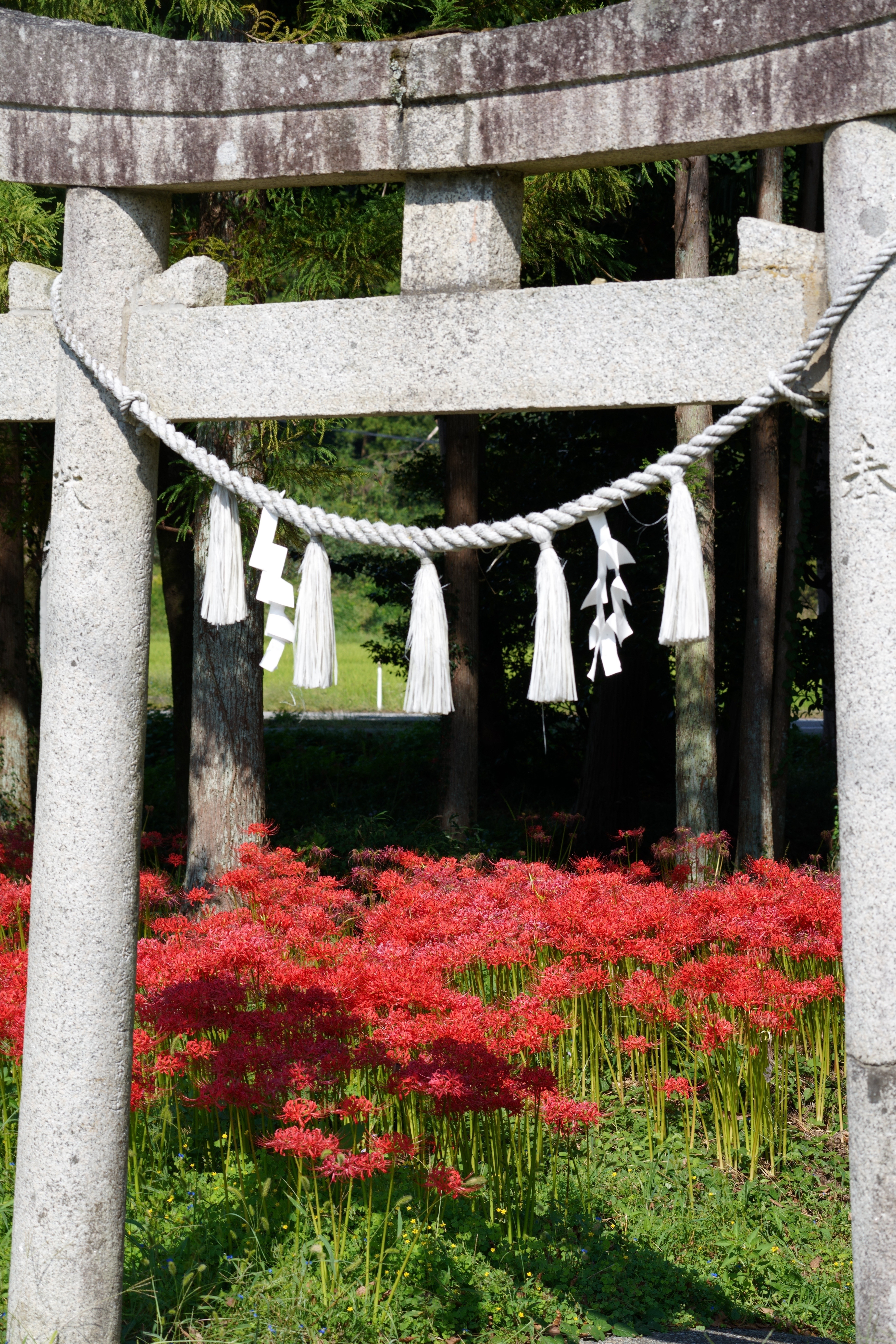彼岸花Ⅰ ～ 神社で寄り添う ～｜hitoyasumi_hitoyasumi