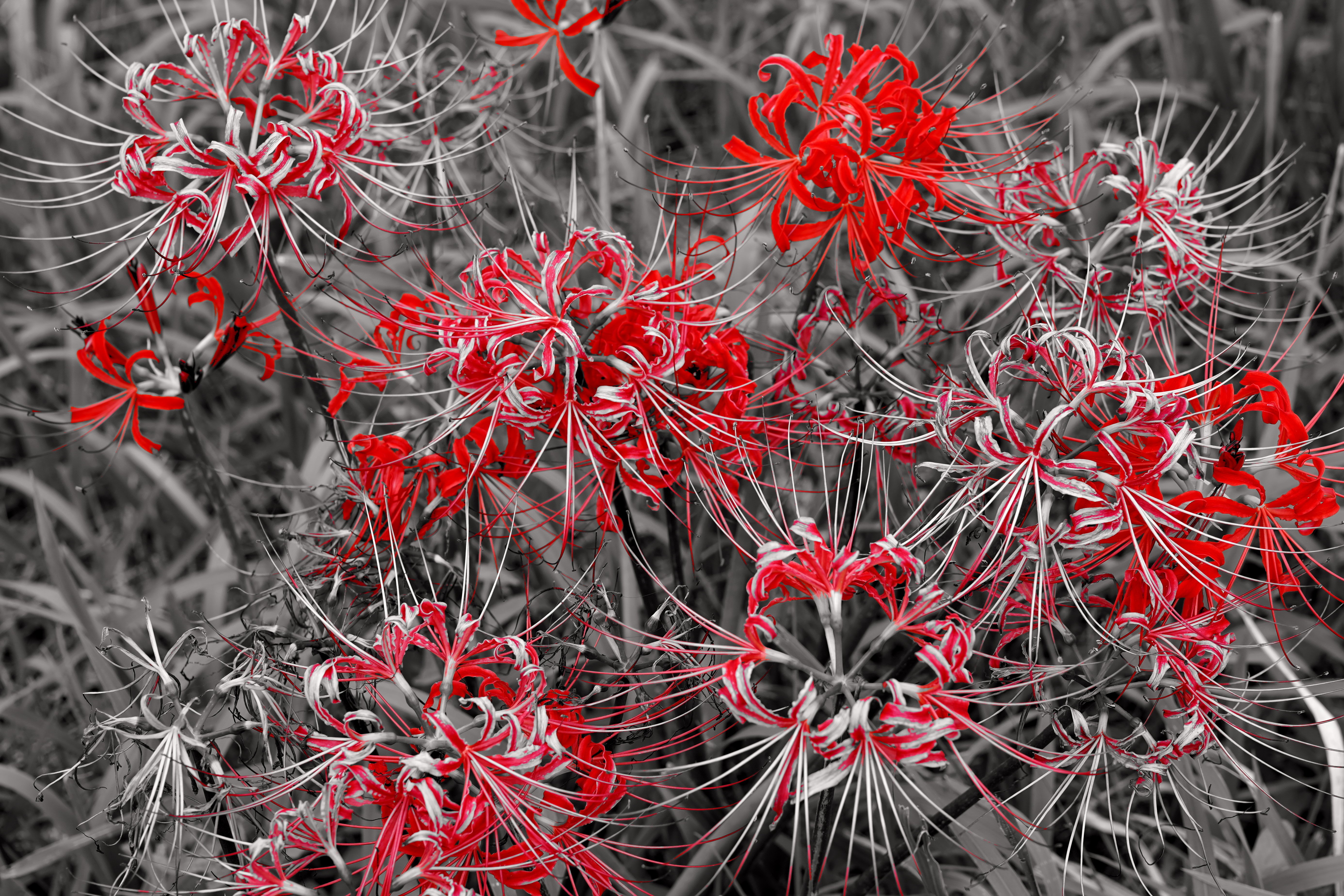 2025.09.27 第18回小出川彼岸花まつり 写真日記｜Dia