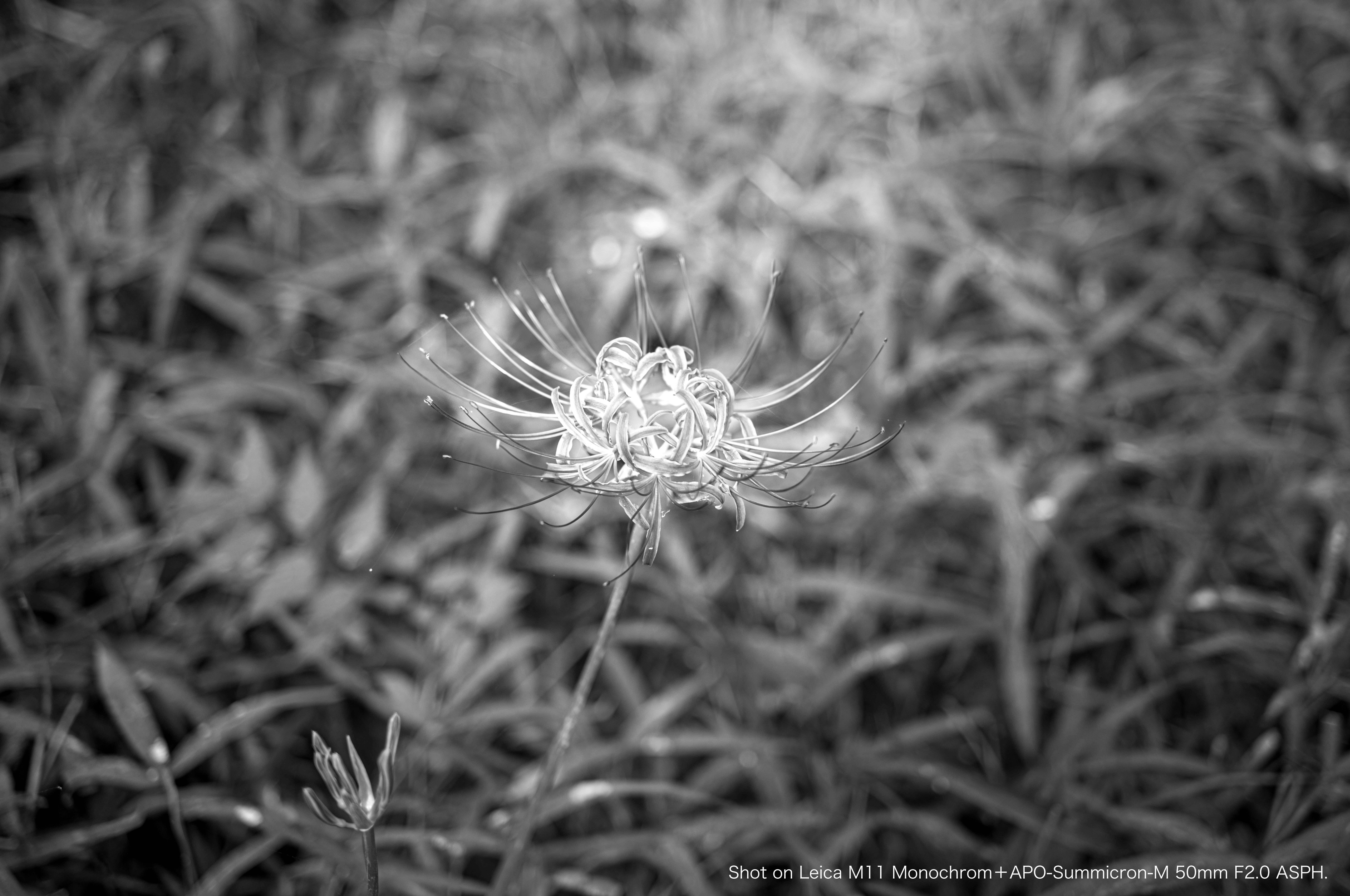 Shot on Leica #03｜モノクロしか撮れないカメラ｜みかづき