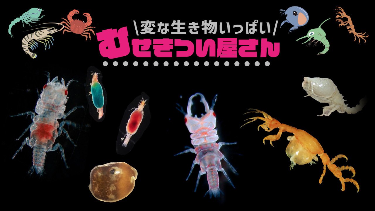 海の無脊椎動物たちトークイベント！／でんか＆むせきつい屋さん 出版