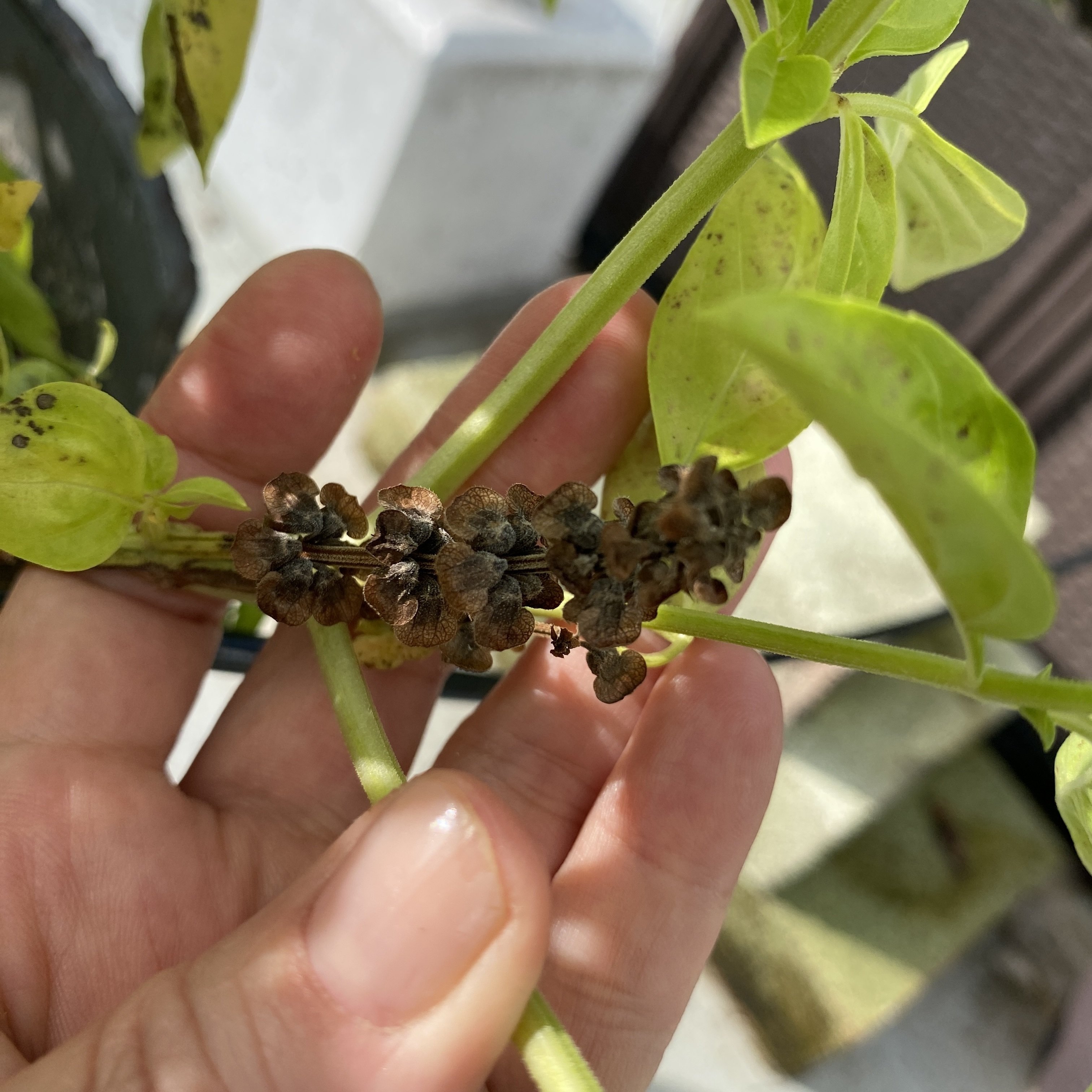 バジルの花穂の使い道｜Rina Matsunaga@Rune Witch