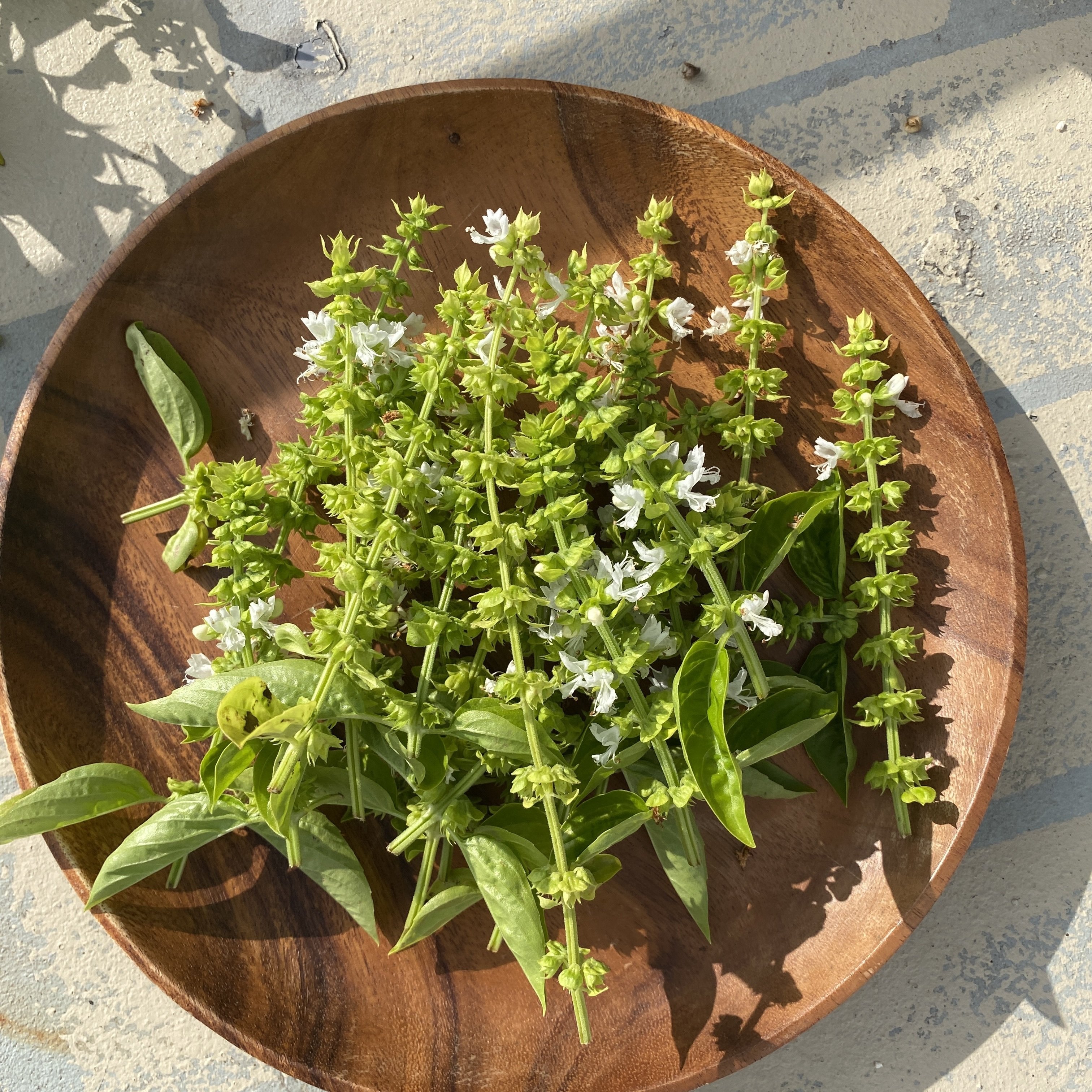 【まる】バジル花穂 バジルの花穂の使い道｜Rina Matsunaga@Rune Witch