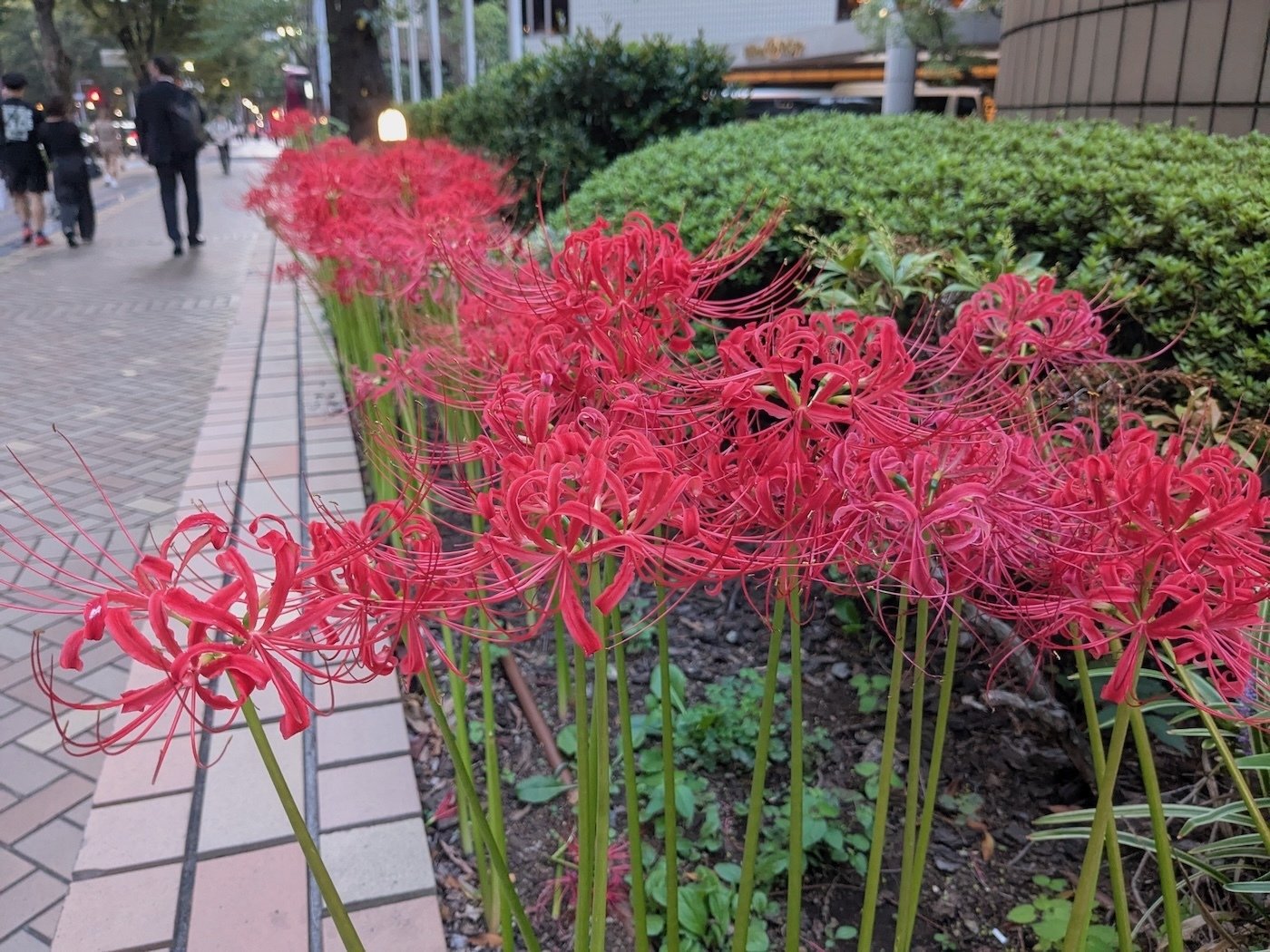 ヒガンバナ、咲いてます。お彼岸過ぎの赤い便り｜宮野真有｜自分史としつき