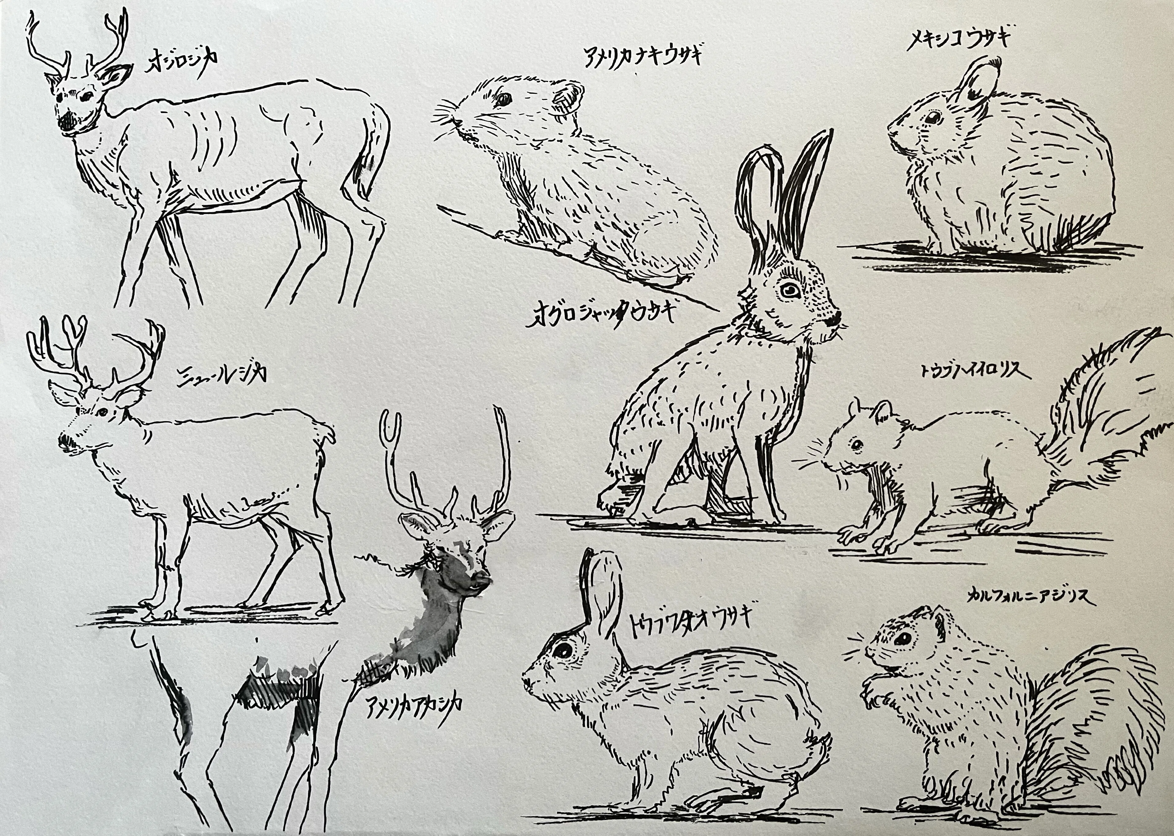 動物クロッキー10枚 【その4】｜鹿角時計