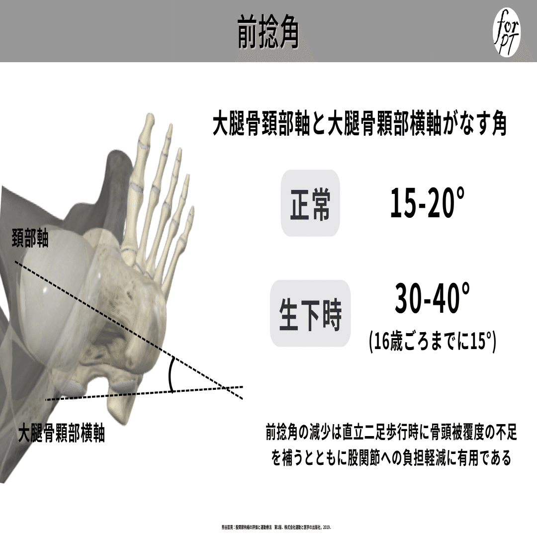 股関節の骨形態と運動学｜理学療法士による臨床のためのnote
