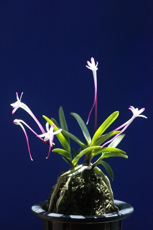 富貴蘭「朱天大王」の花｜KJ Morison