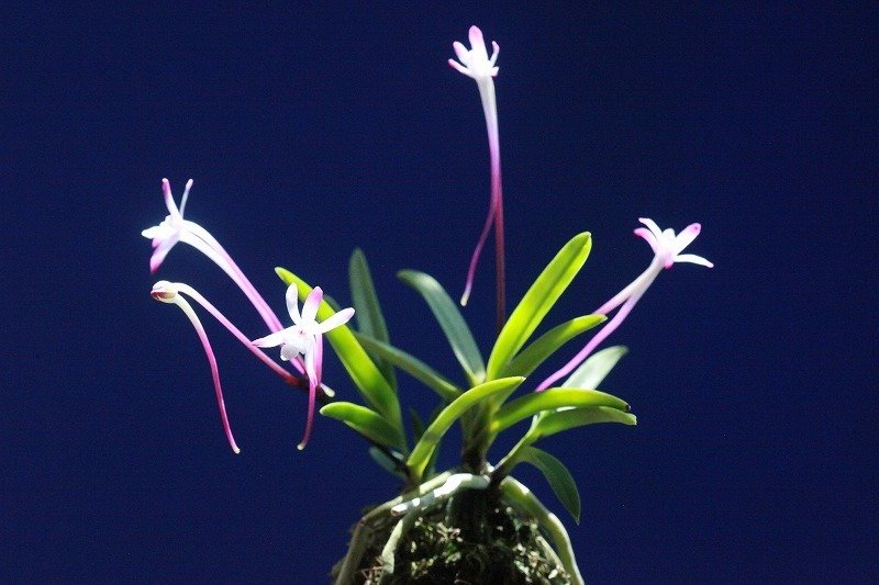富貴蘭「朱天大王」の花｜KJ Morison