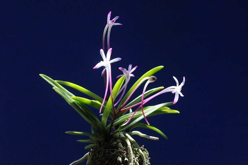 富貴蘭「朱天大王」の花｜KJ Morison