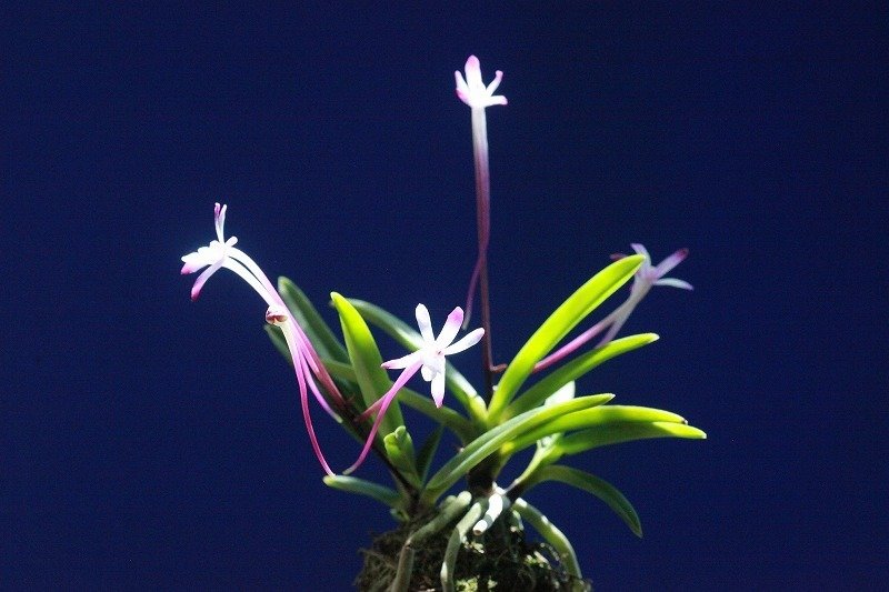 富貴蘭「朱天大王」の花｜KJ Morison