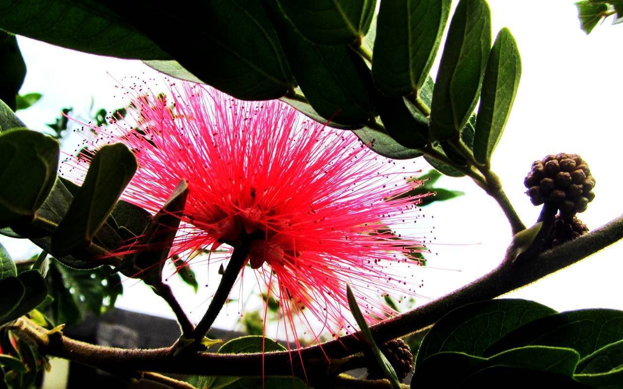 ハチドリページ ロサンゼルスの街角｜世界最小の鳥「ハチドリ」 ｜アメリカーナの写真