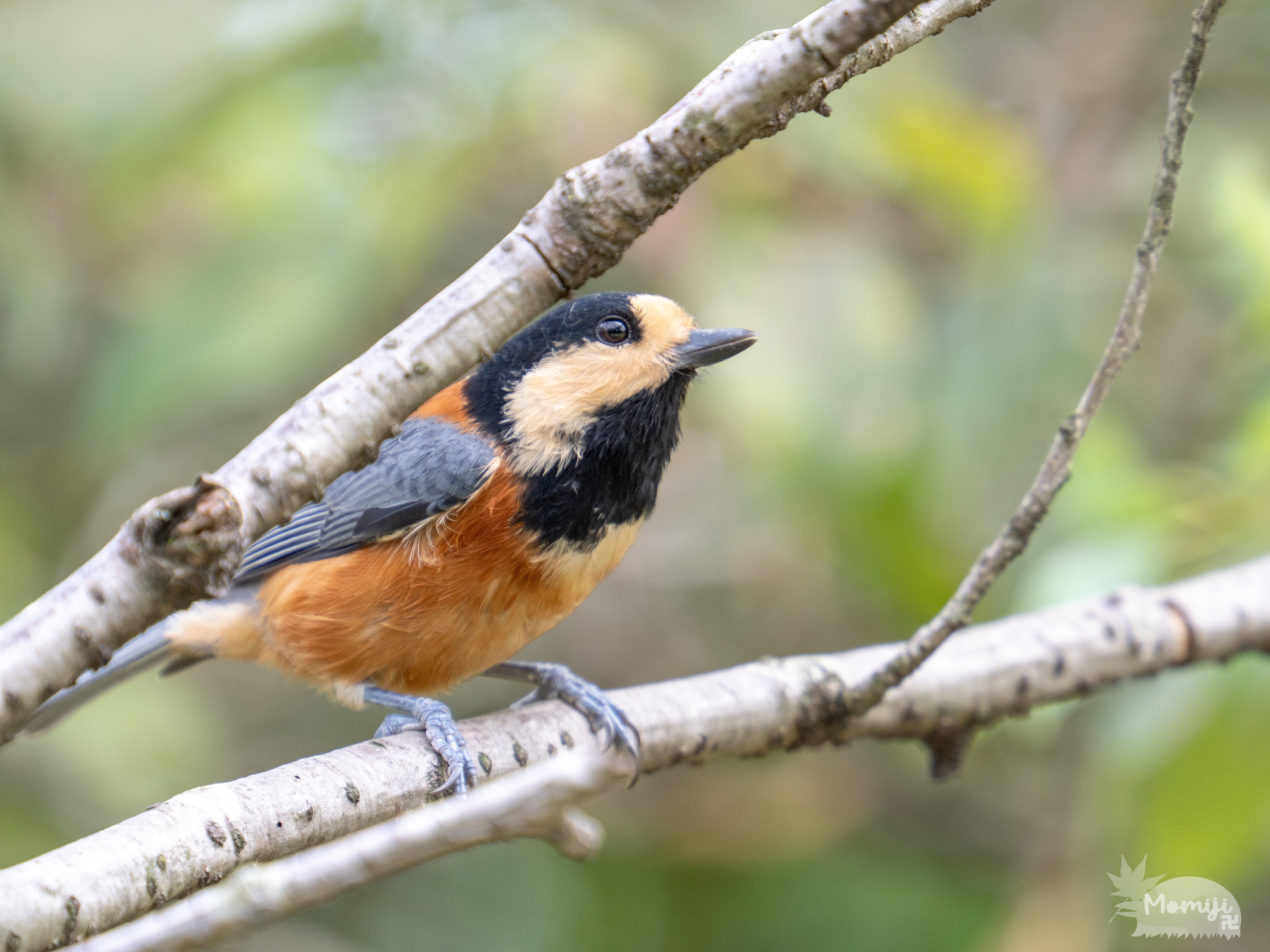 新レンズさっそく使ってきました！使用初日レポート！│M.ZD50
