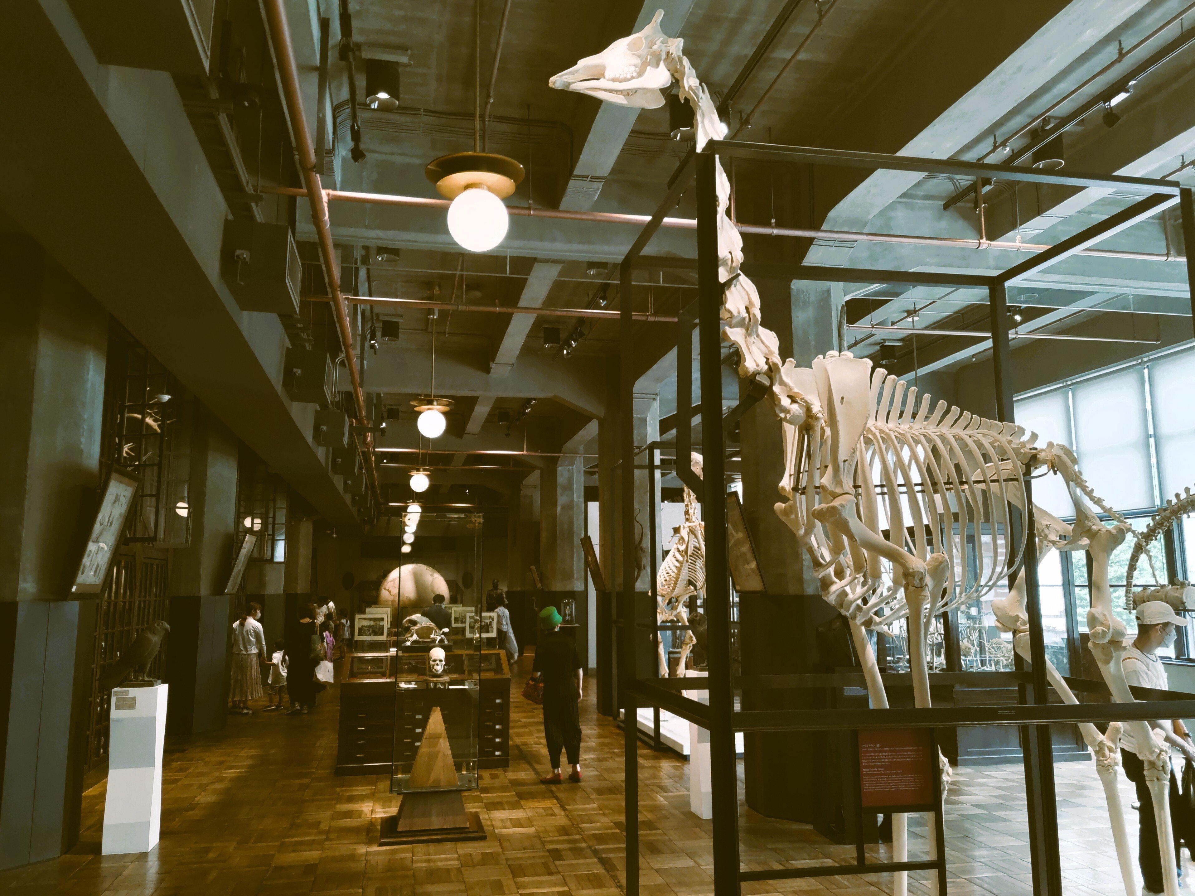 シカ全身骨格と同棲する：可動式全身骨格標本の一作例｜俎ほどき💀解体電書