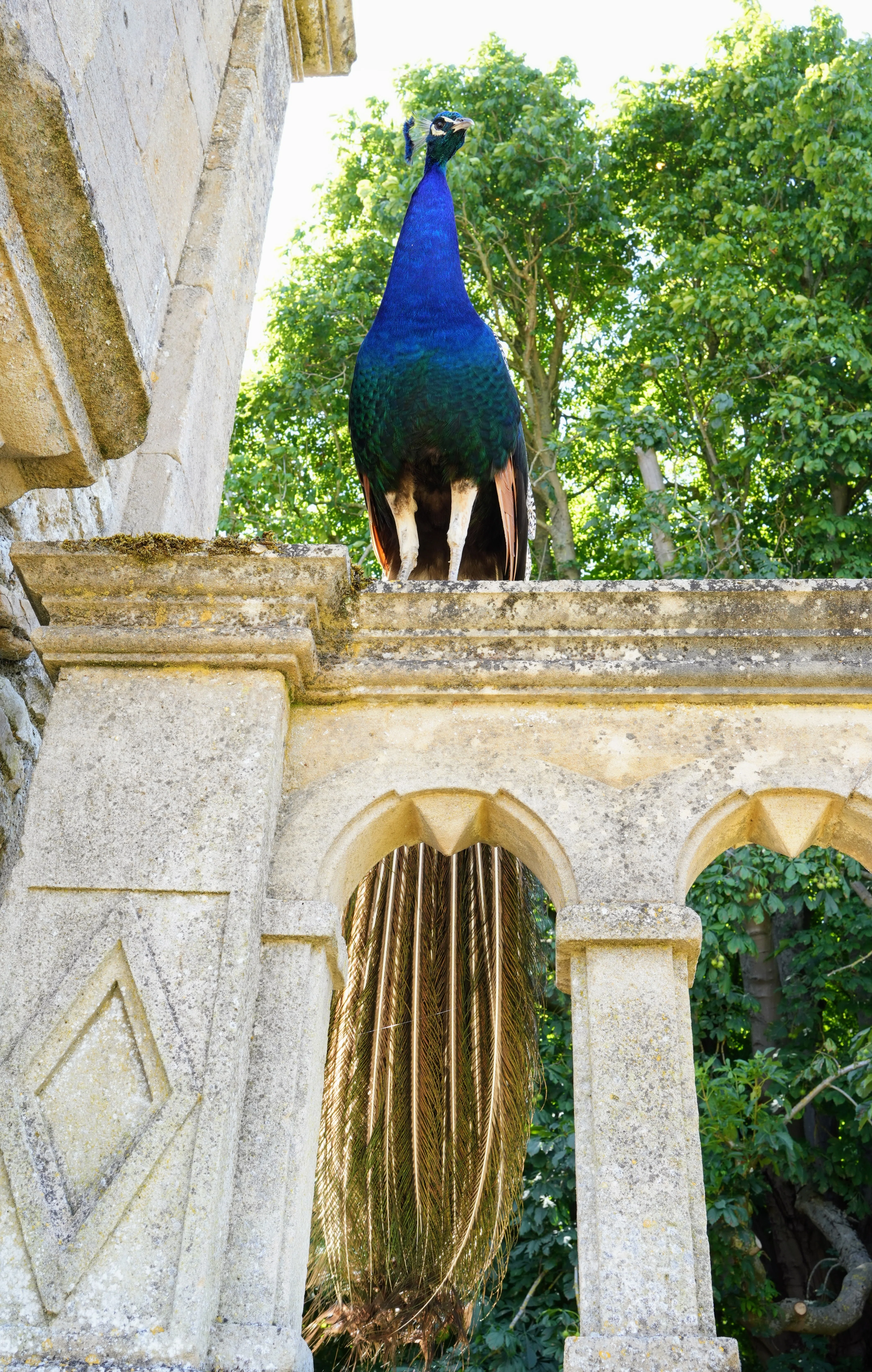 イギリス】 孔雀が住む Kirby Hall - English Heritage｜f00b4r