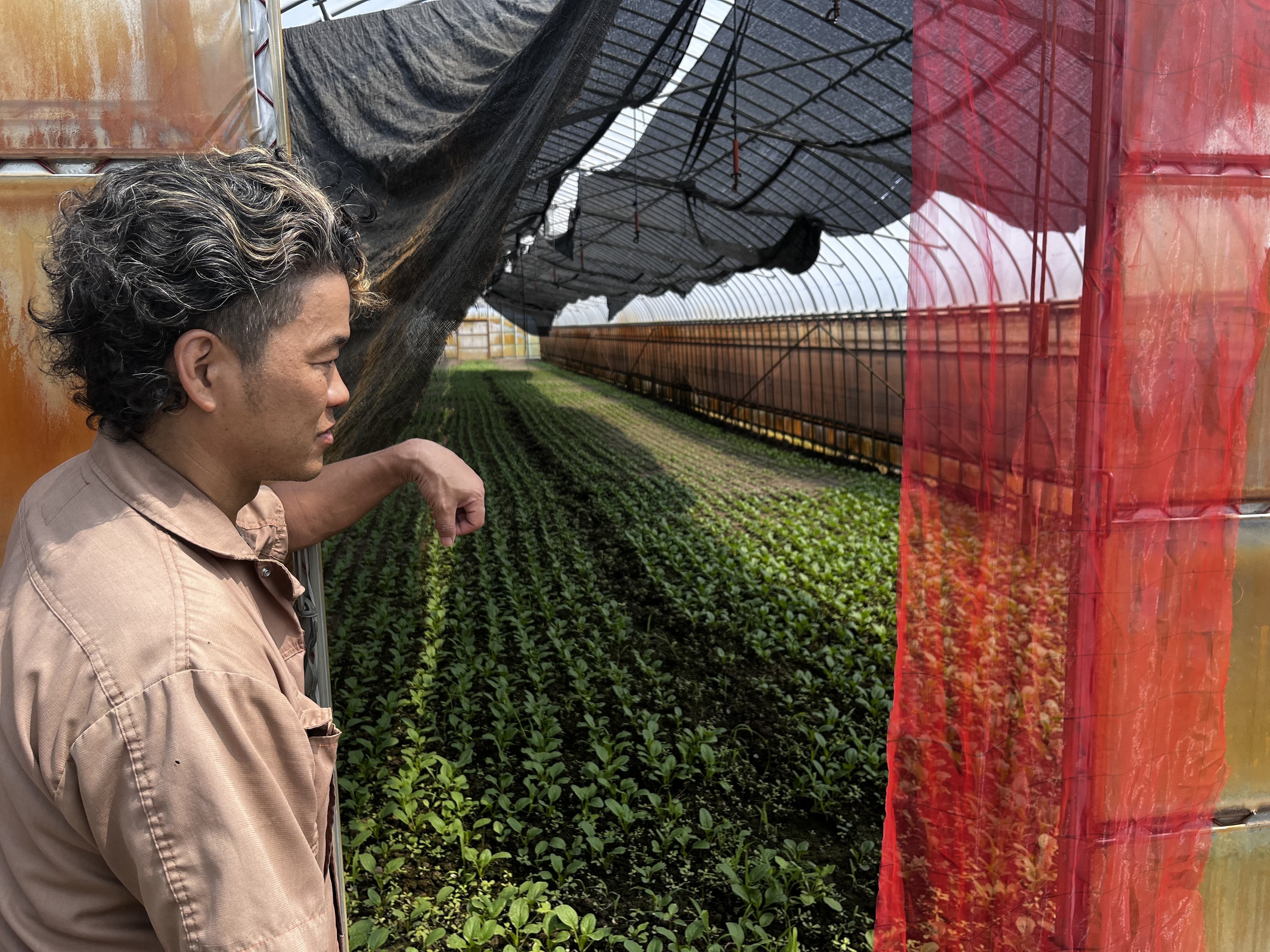 地場産小松菜（少量）【今月のピックアップ商品】｜とやま生活協同組合