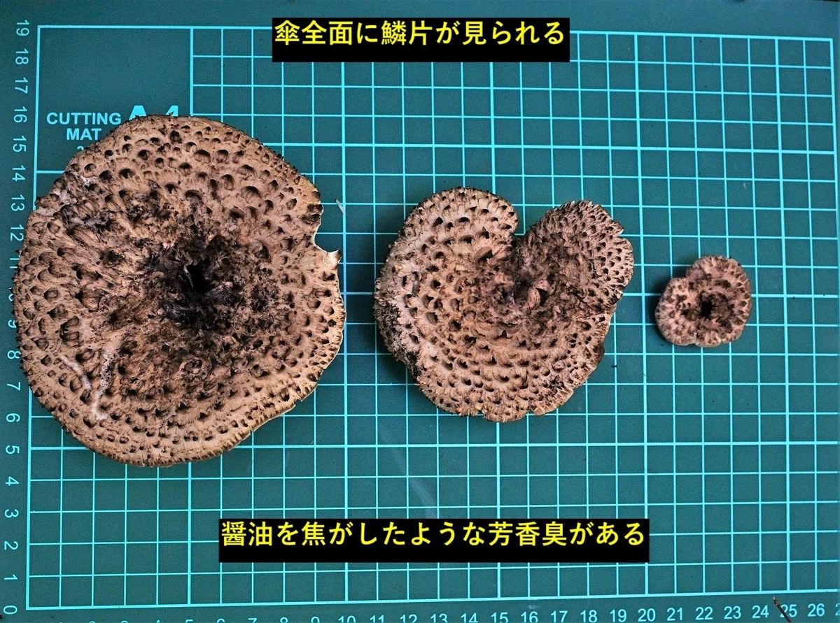 コウタケはかっちょいい|ゆたし