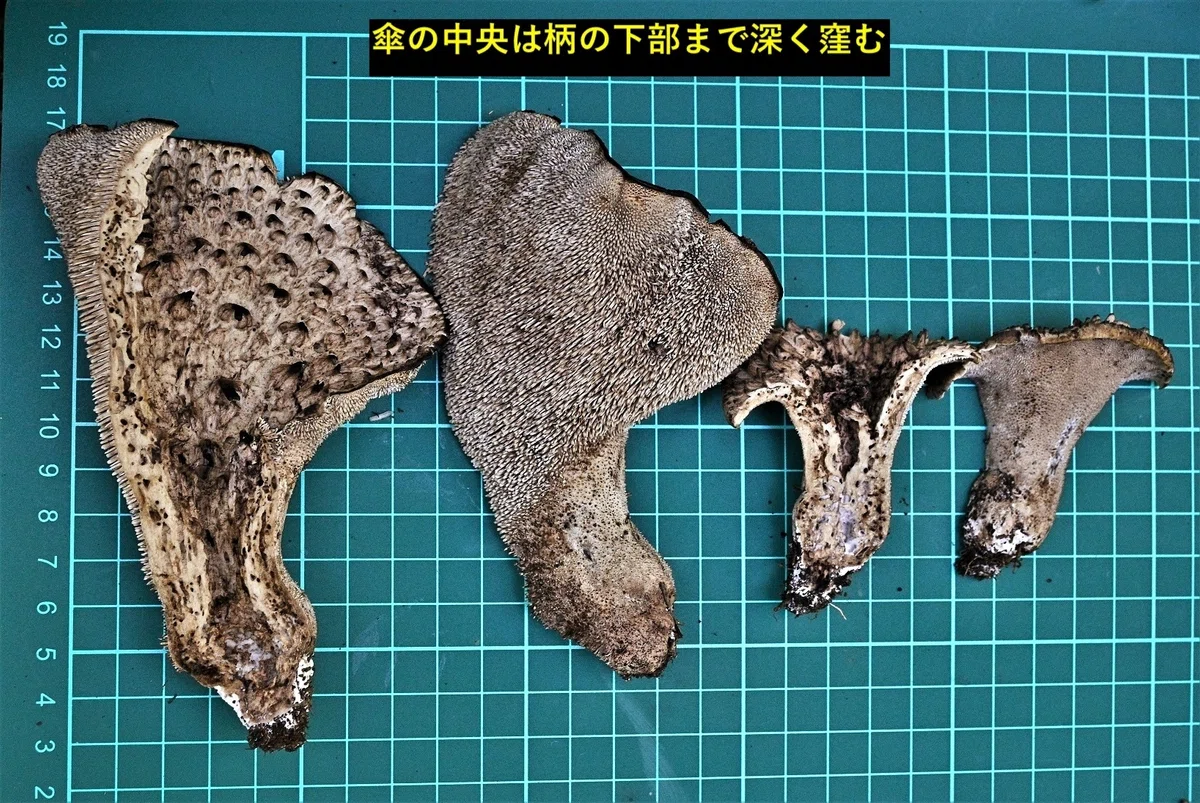 コウタケはかっちょいい|ゆたし