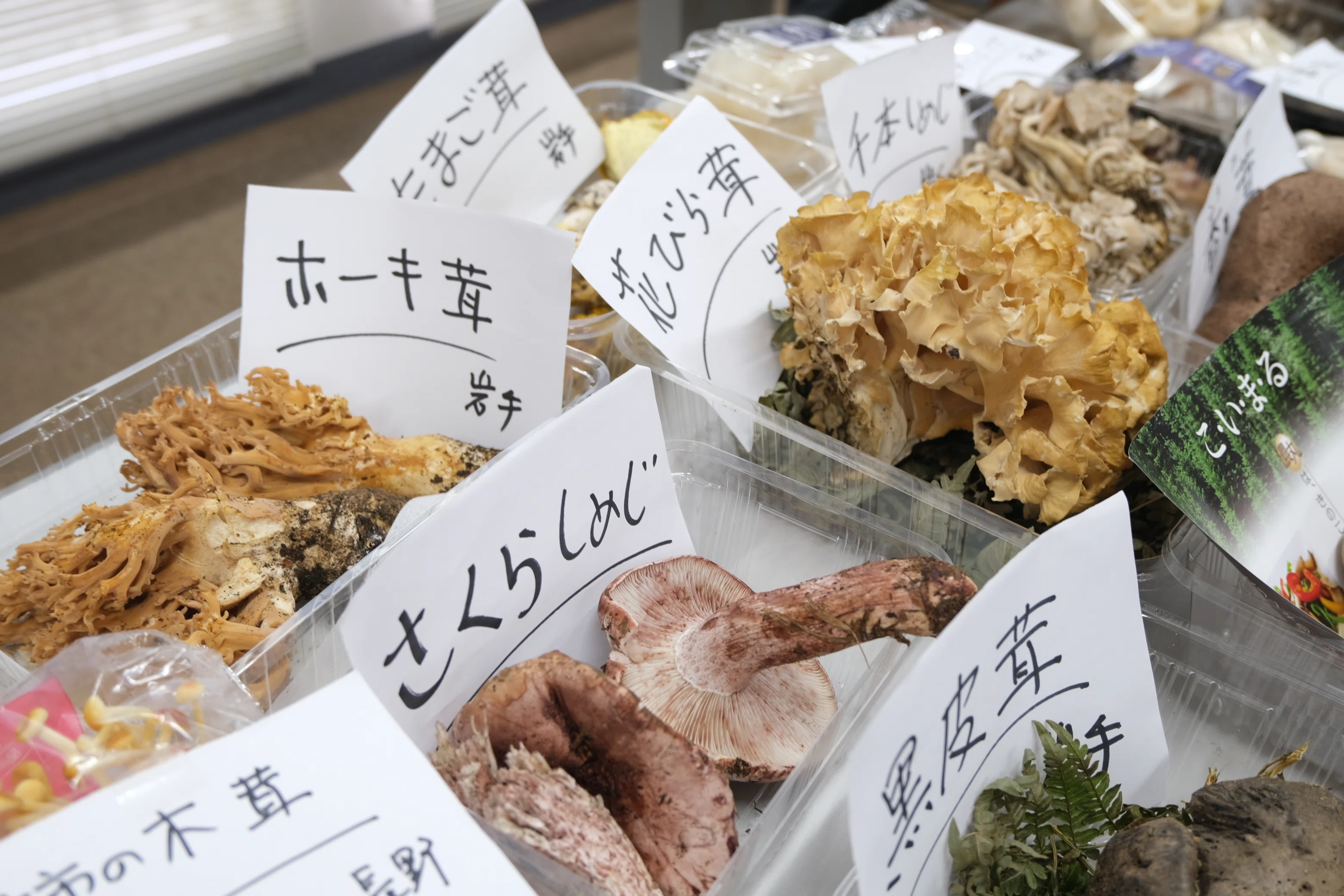 岩手県産 乾燥 香茸 100g 2025年採取 ① 岩手県産 乾燥 香茸 100g 2025年採取 ① 岩手県産 乾燥 香