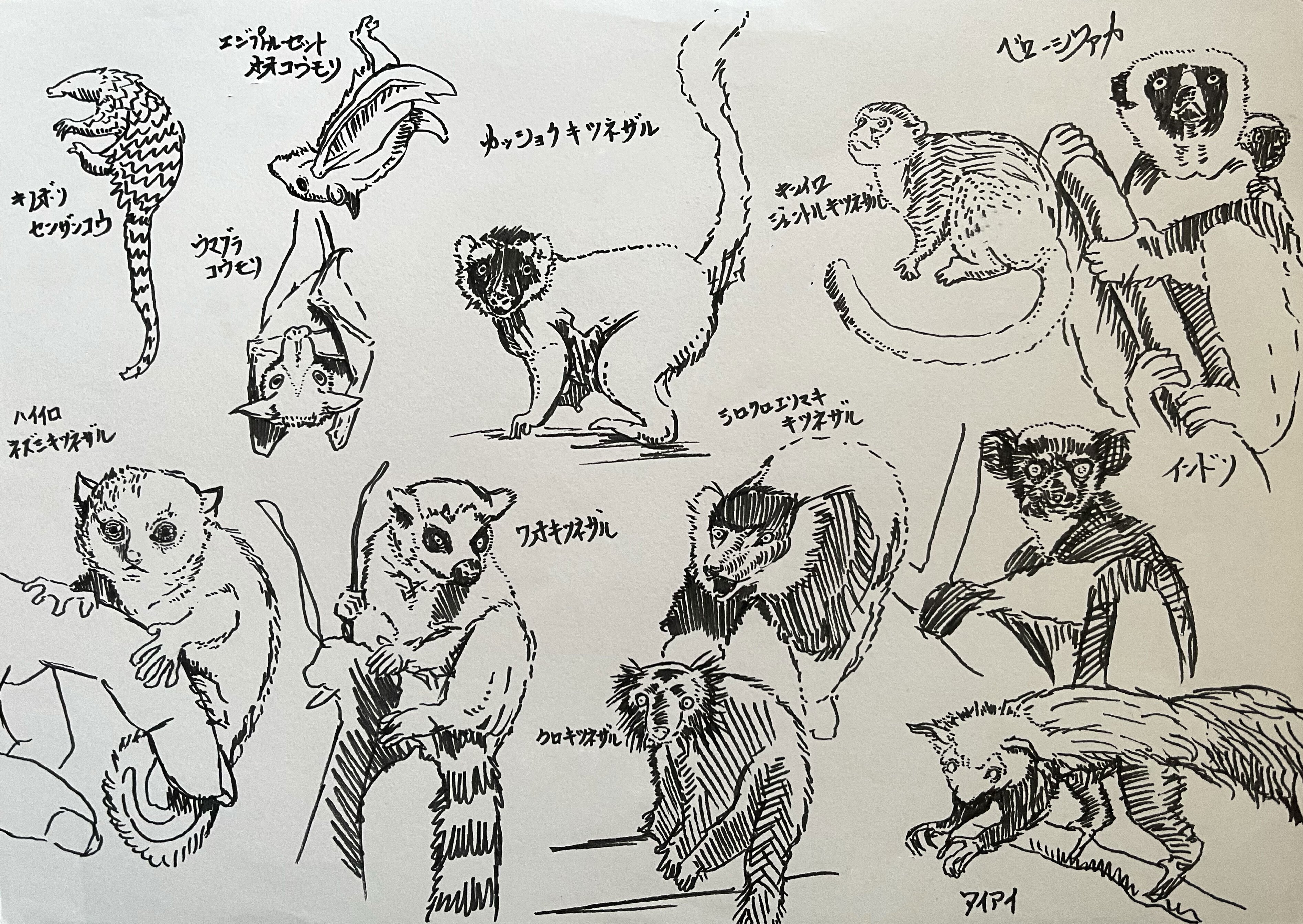 イラスト作品　クロッキー 動物クロッキー12枚 【その5】｜鹿角時計