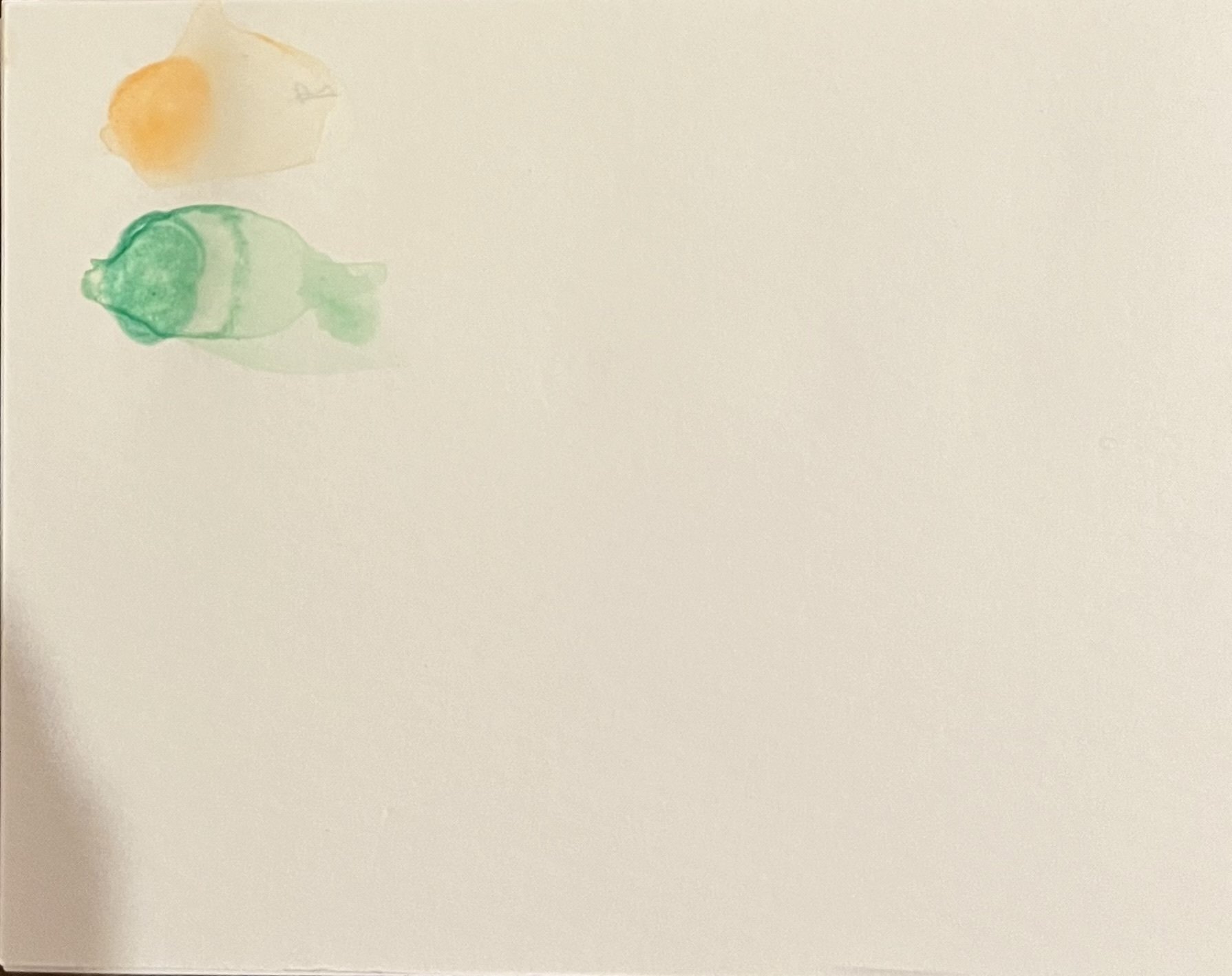 画材レビュー】少し残念だったBerolの水彩色鉛筆｜小林アカリ（偽）