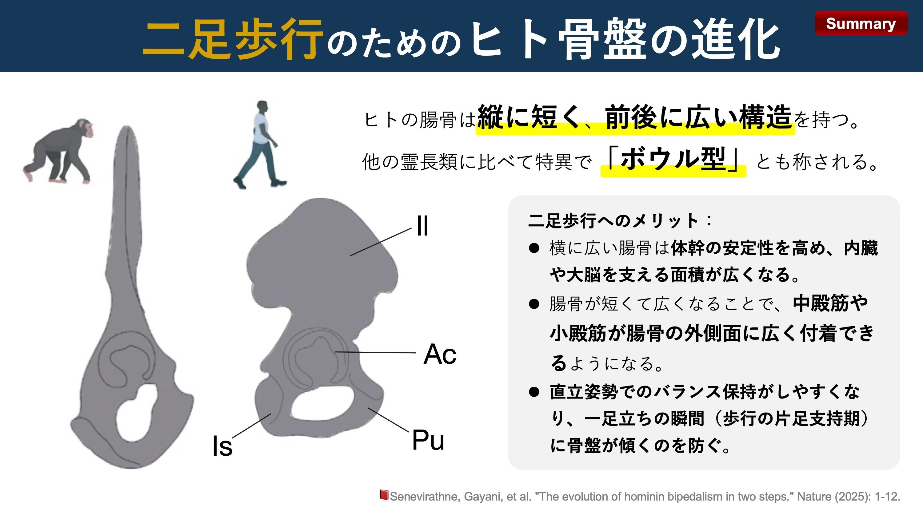 二足歩行のためのヒト骨盤の進化｜Super Human | 理学療法士／保健学