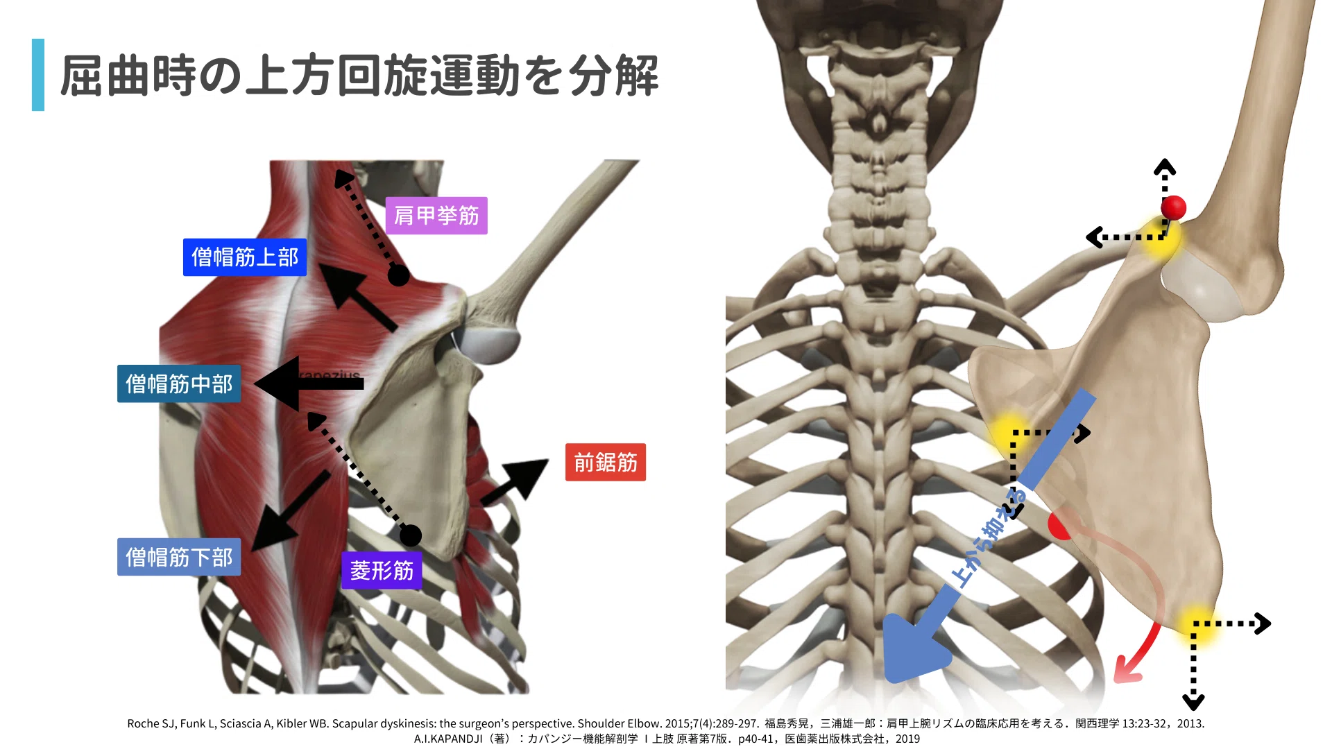 肩 第4版: その機能と臨床 肩 第4版: その機能と臨床 :