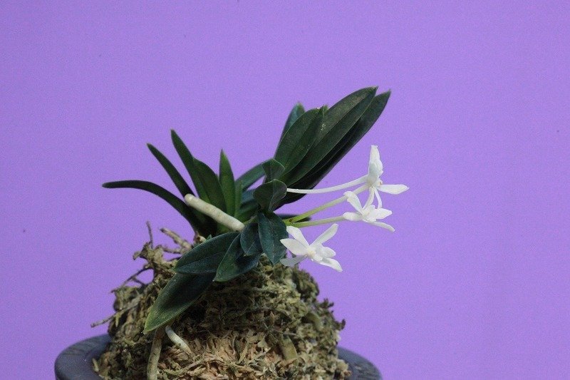 富貴蘭「十二単」の花｜KJ Morison