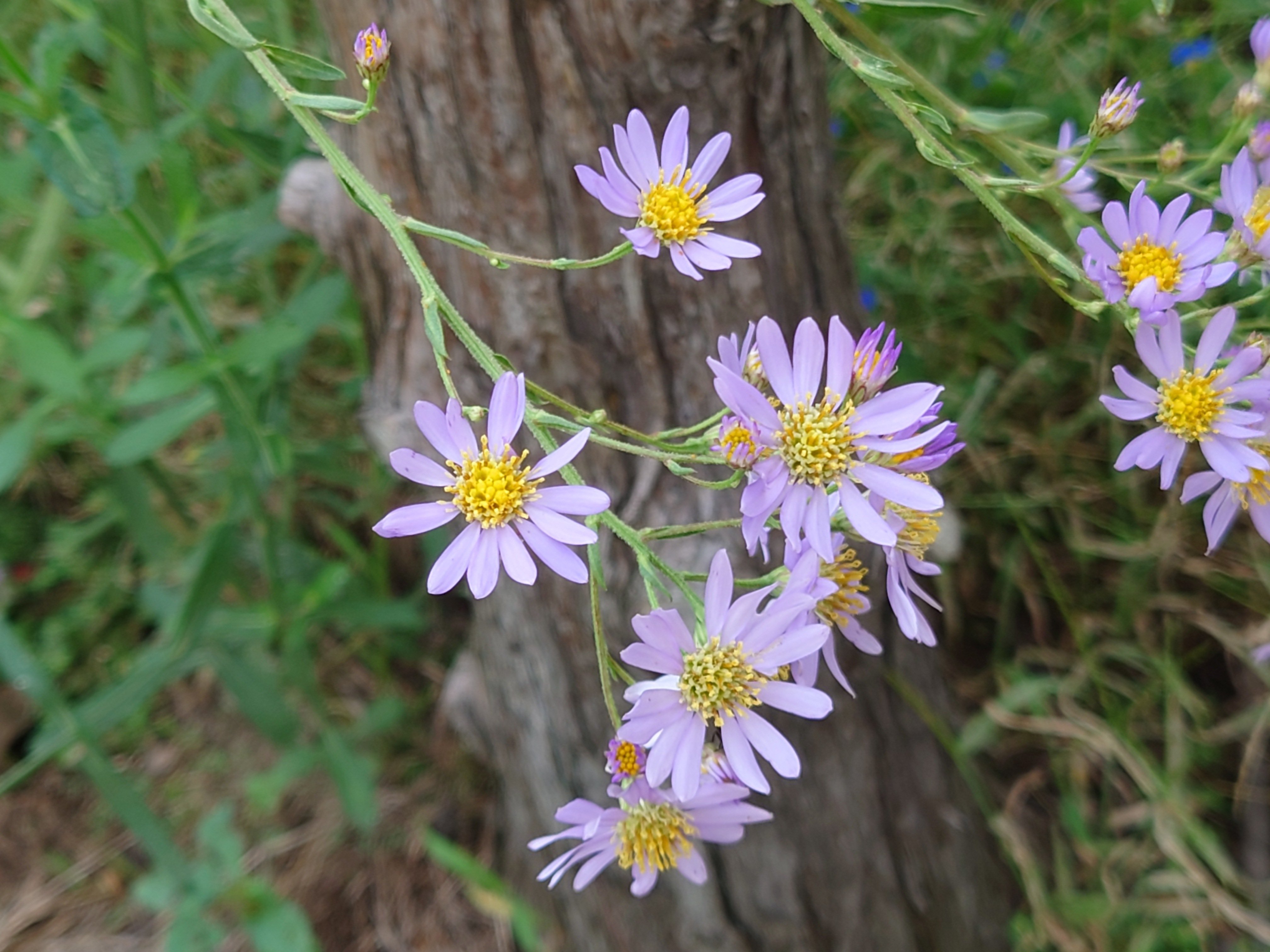 大棗「水仙」浅野 紫仙 作 大棗「水仙」浅野 紫仙 作