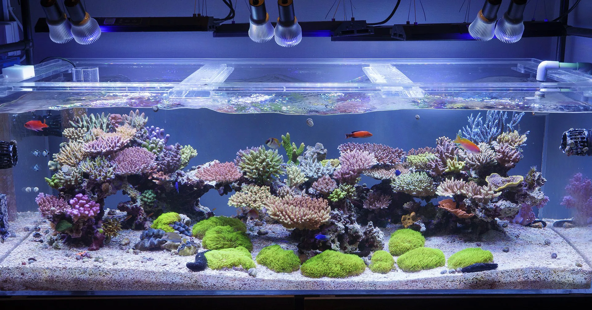 RT的、SPS水槽の作り方｜REEF-TRIGGER
