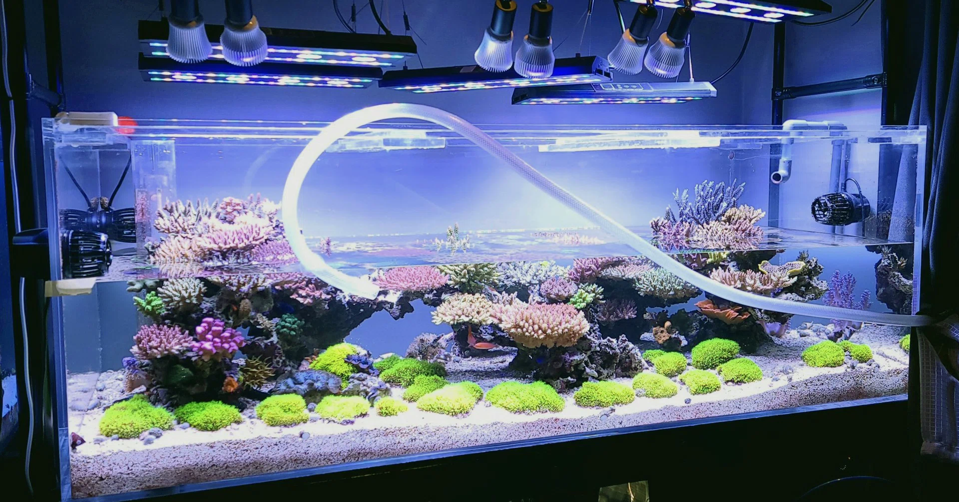 RT的、SPS水槽の作り方｜REEF-TRIGGER