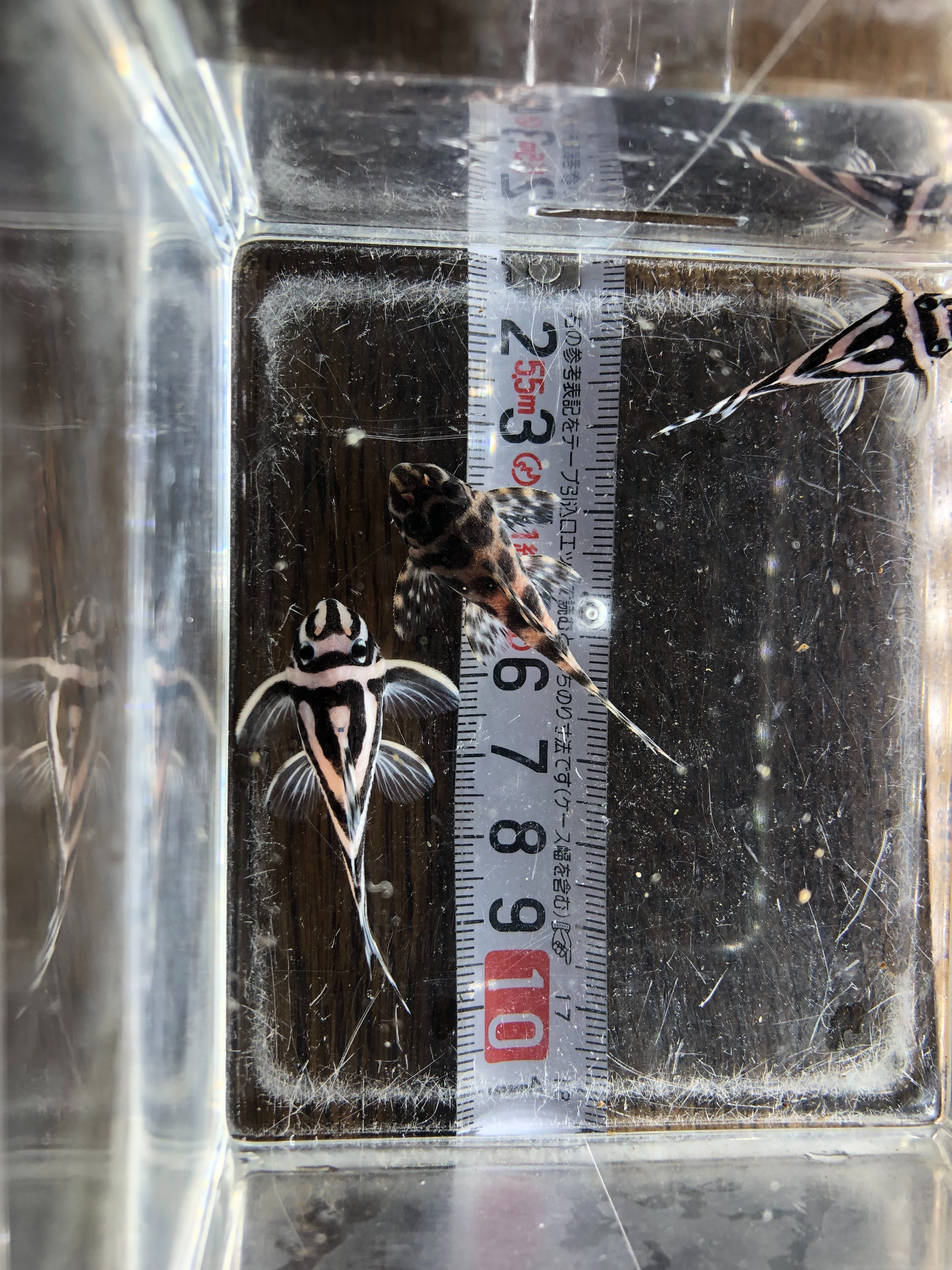 インペリアルゼブラプレコとキンペコの成長速度について｜だんごむし