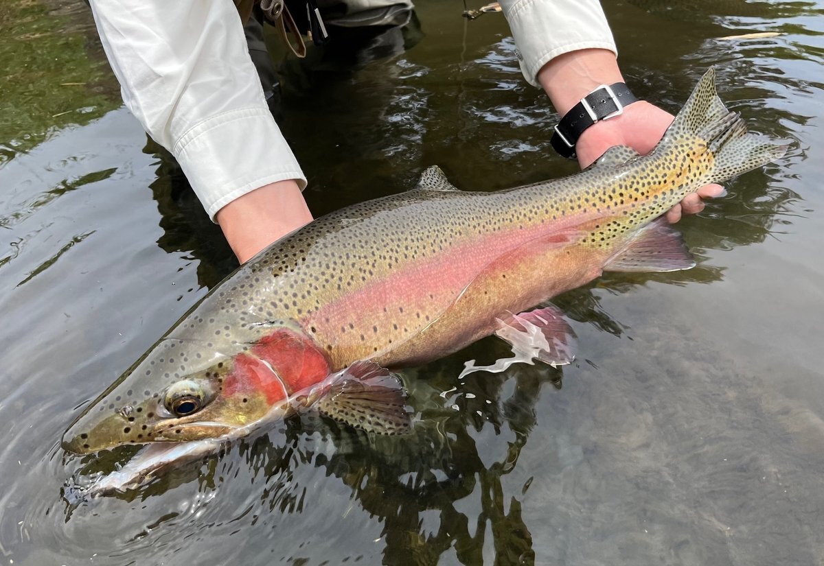 アキマルバンブーロッド　4番 8フィート アキマルバンブーロッド 4番 8フィート - メルカリ