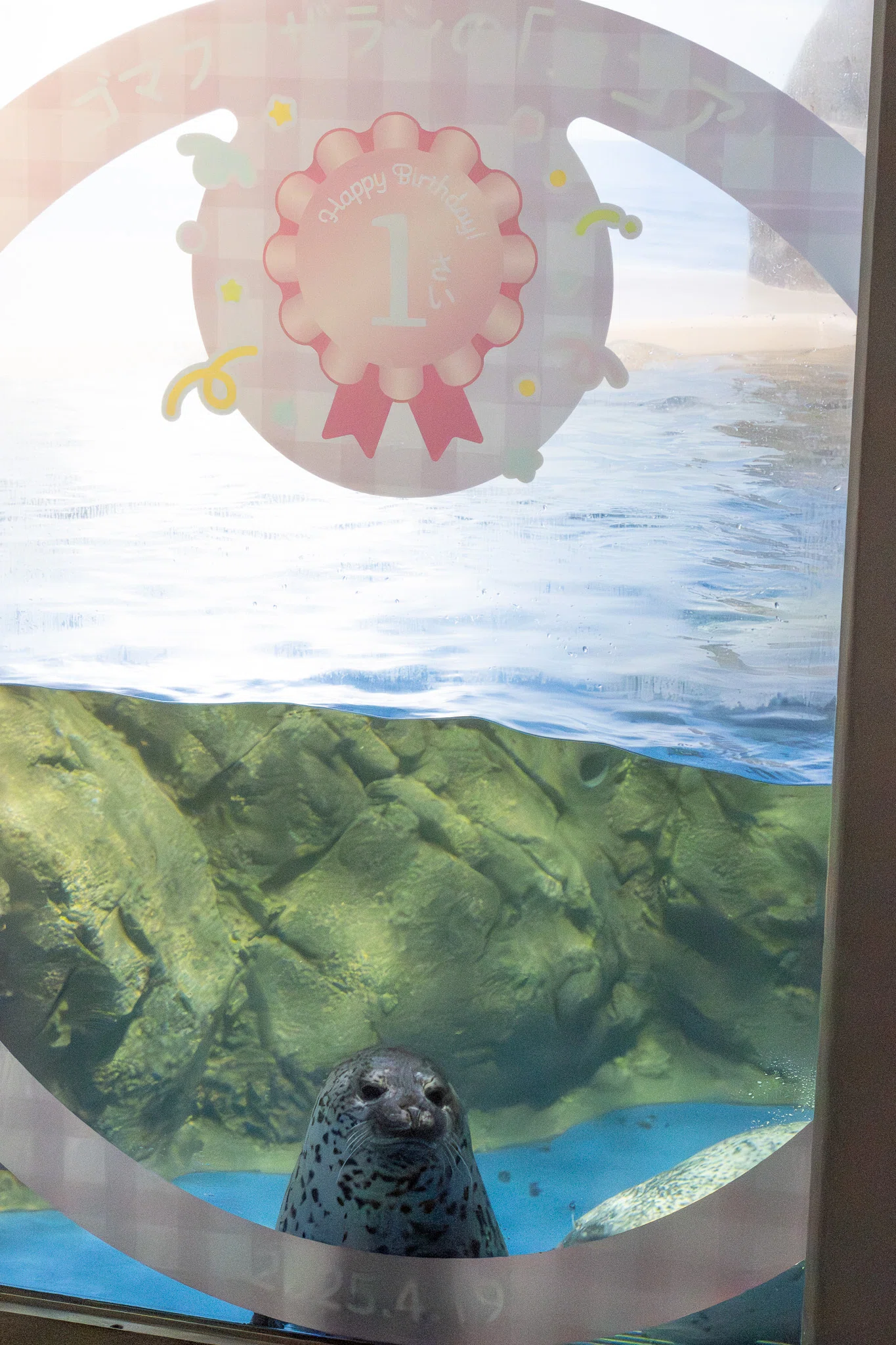 江の島のアイドル・ココアちゃんの誕生日祝ってきた｜ヒロサキ