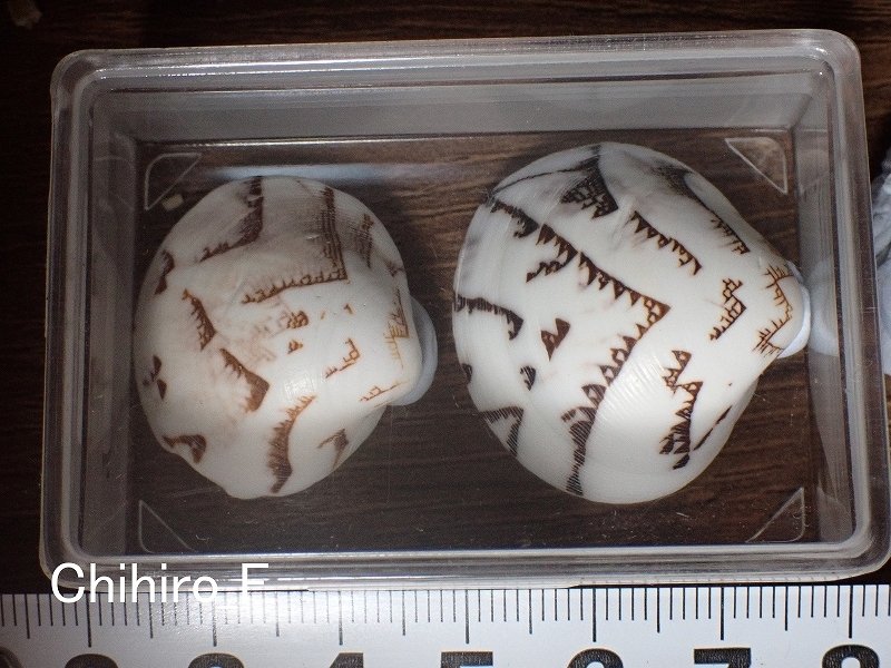 拾いに行くならこんな貝殻⑯マテガイ、マルオミナエシ、フロガイ