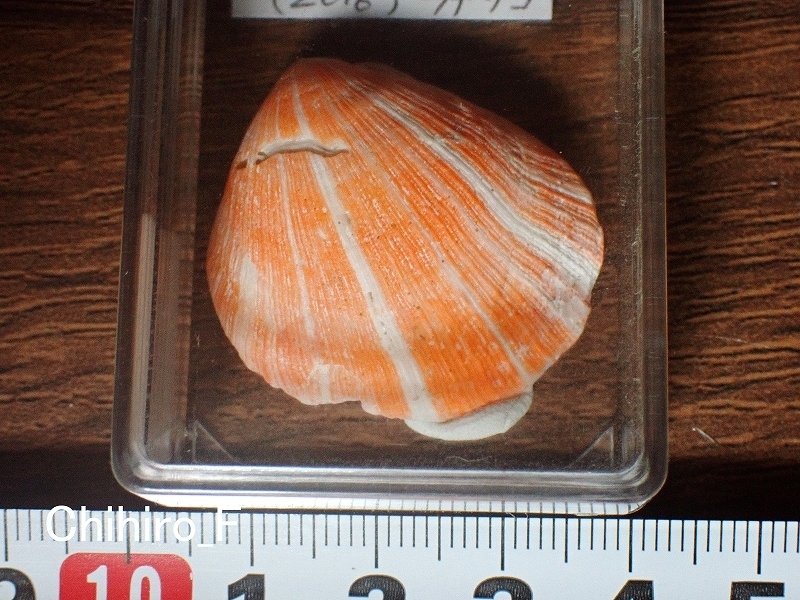 拾いに行くならこんな貝殻⑯マテガイ、マルオミナエシ、フロガイ