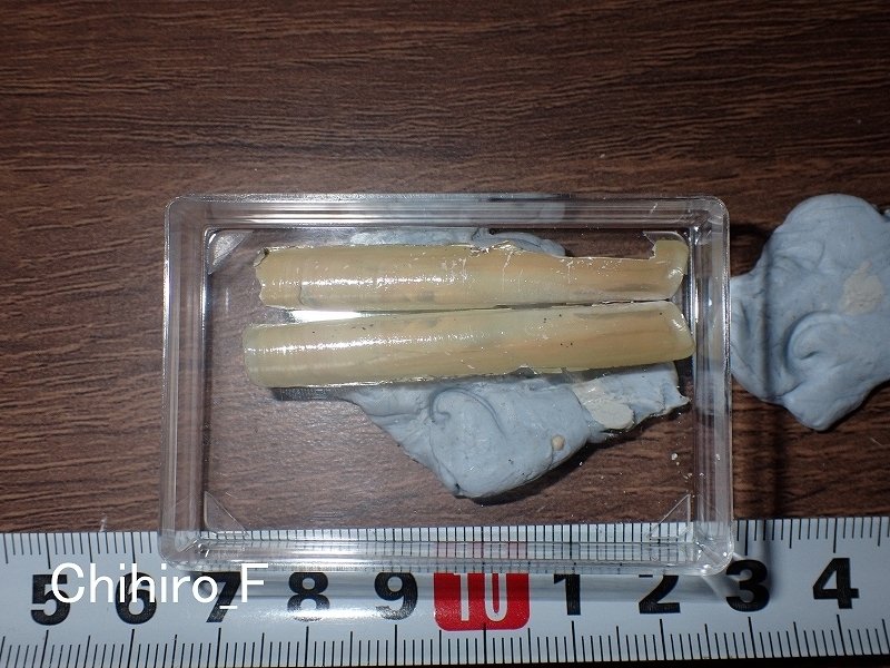 拾いに行くならこんな貝殻⑯マテガイ、マルオミナエシ、フロガイ