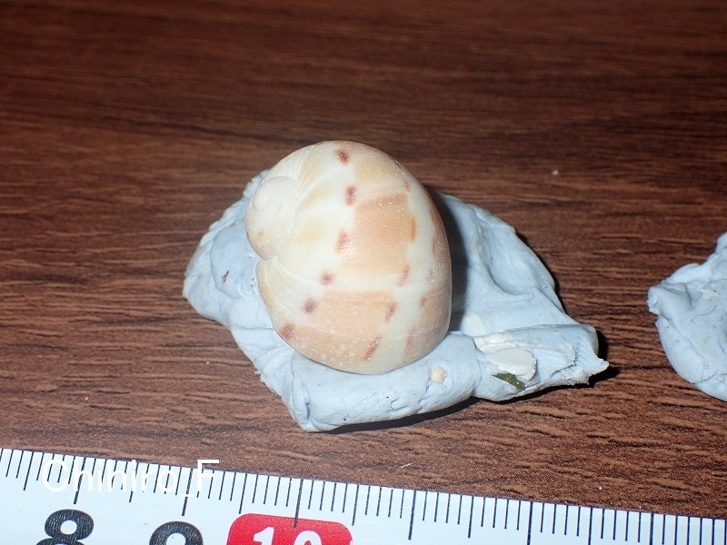 拾いに行くならこんな貝殻⑯マテガイ、マルオミナエシ、フロガイ