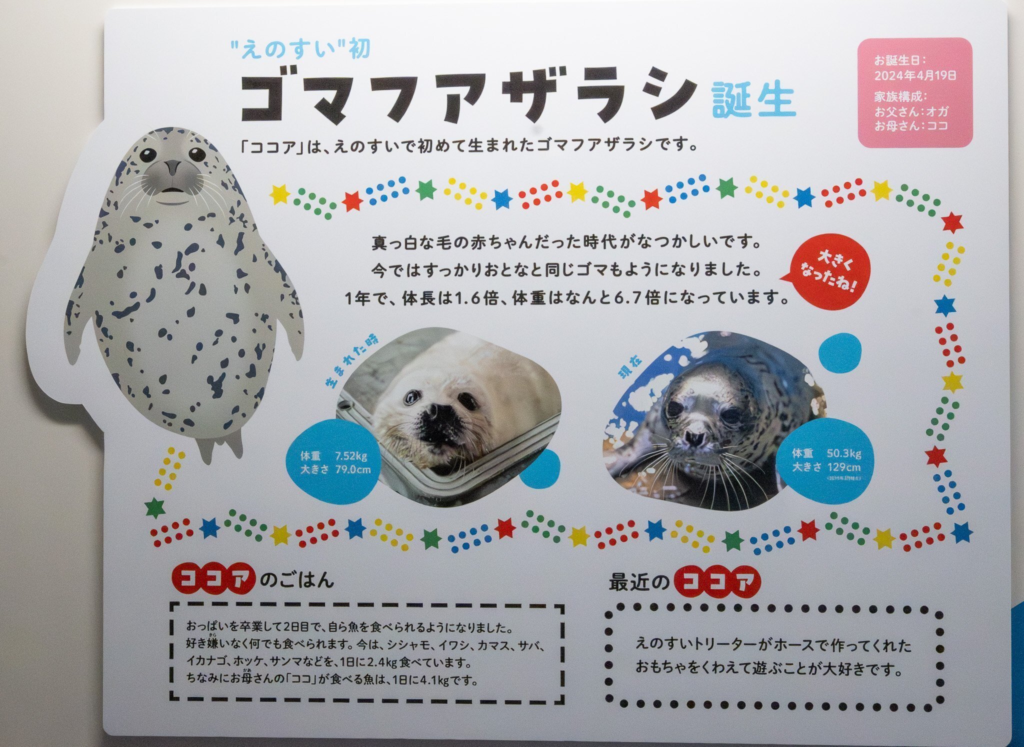 江の島のアイドル・ココアちゃんの誕生日祝ってきた｜ヒロサキ