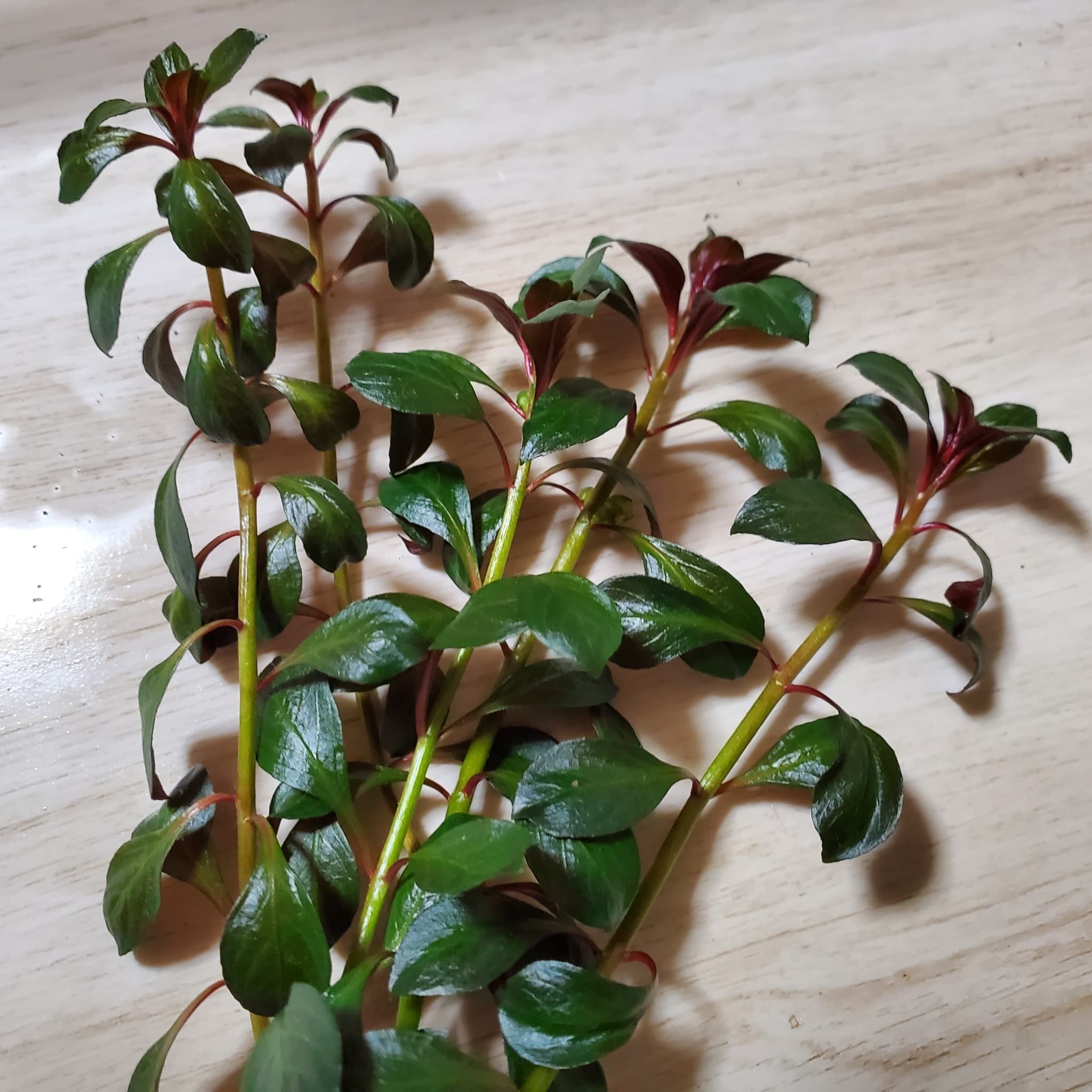 滝から実際に水の流れる苔テラリウム　はなはなはなこ 水の流れる滝テラリウム 苔テラリウム 50ｾﾝﾁ水槽｜Yahoo!フリマ