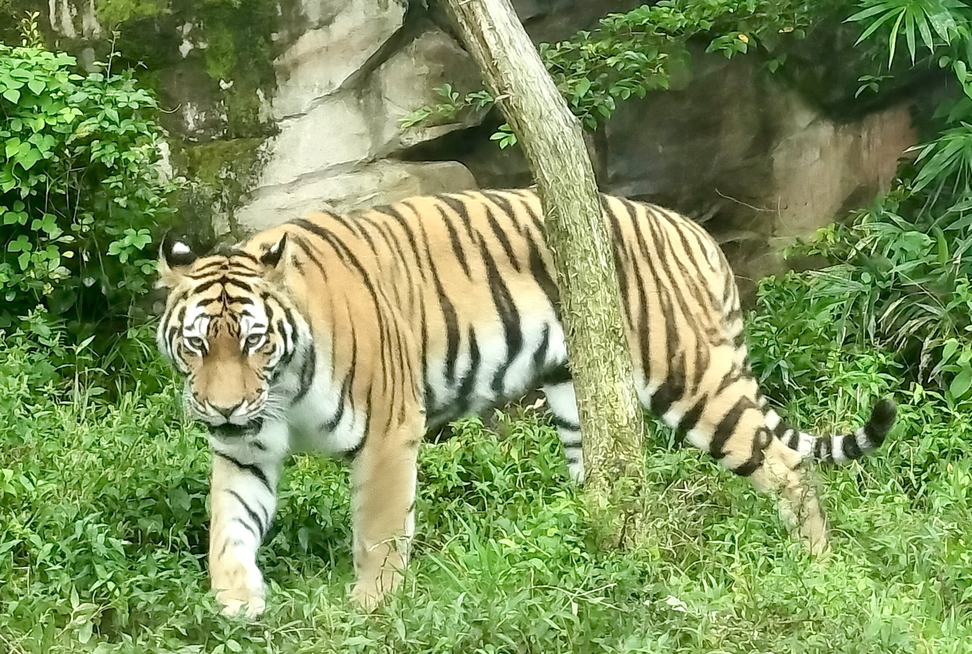 いしかわ動物園訪問記｜のぶう