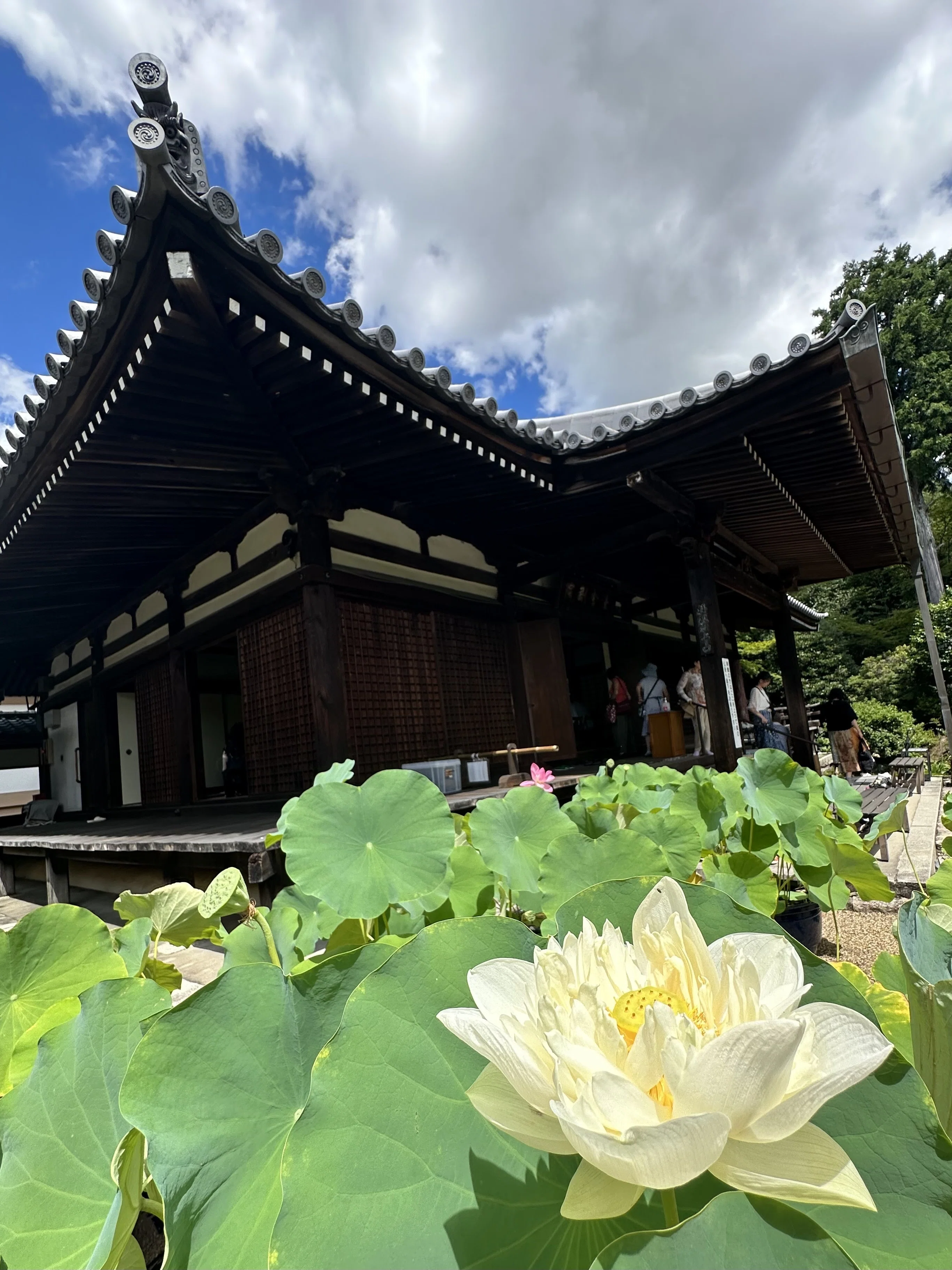 花の寺│ 極楽浄土を思わせる「蓮の寺」法金剛院｜大福と綴る
