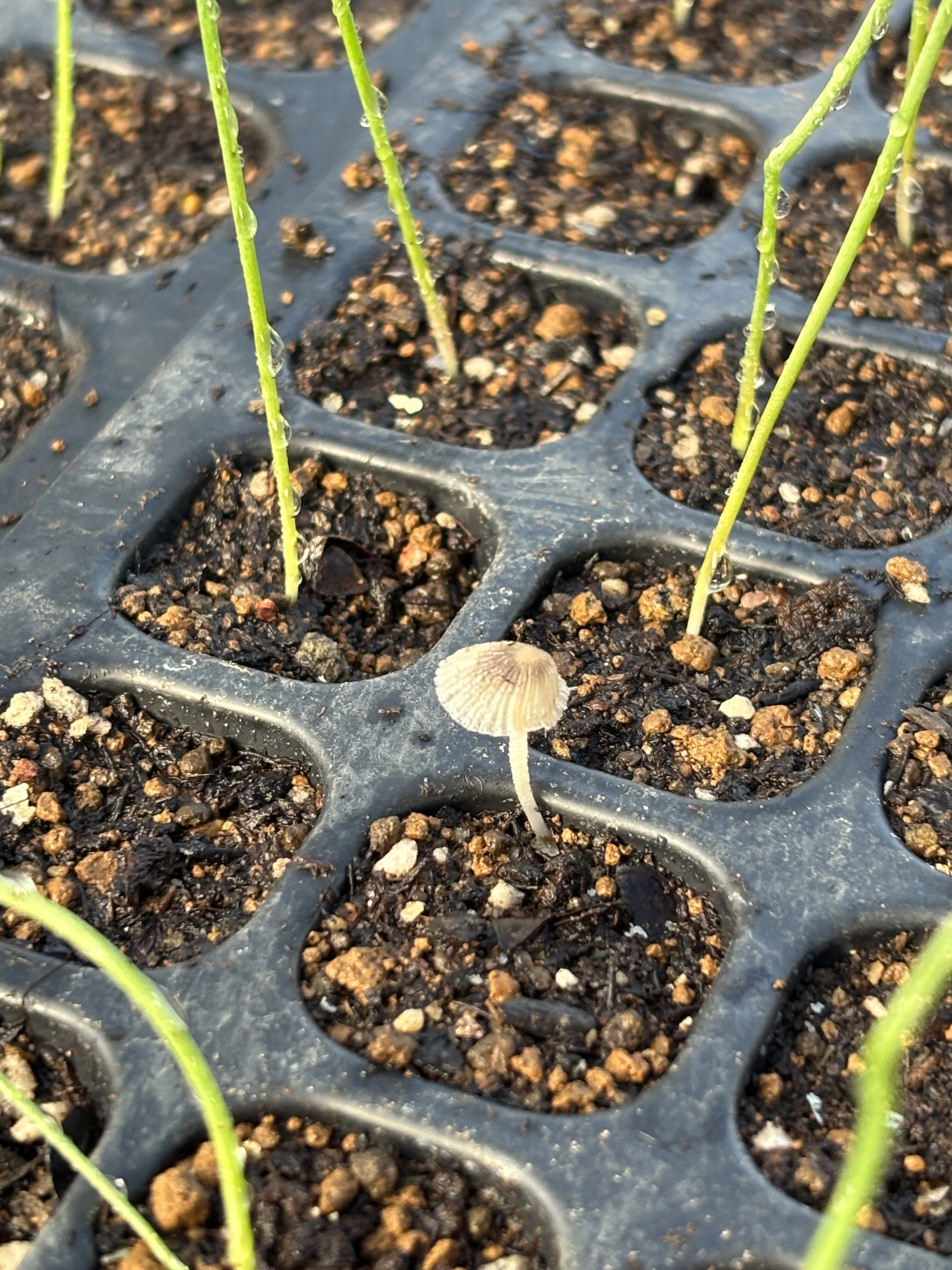 Onions sown on September 20th, 10 days later｜ひだまりファーム