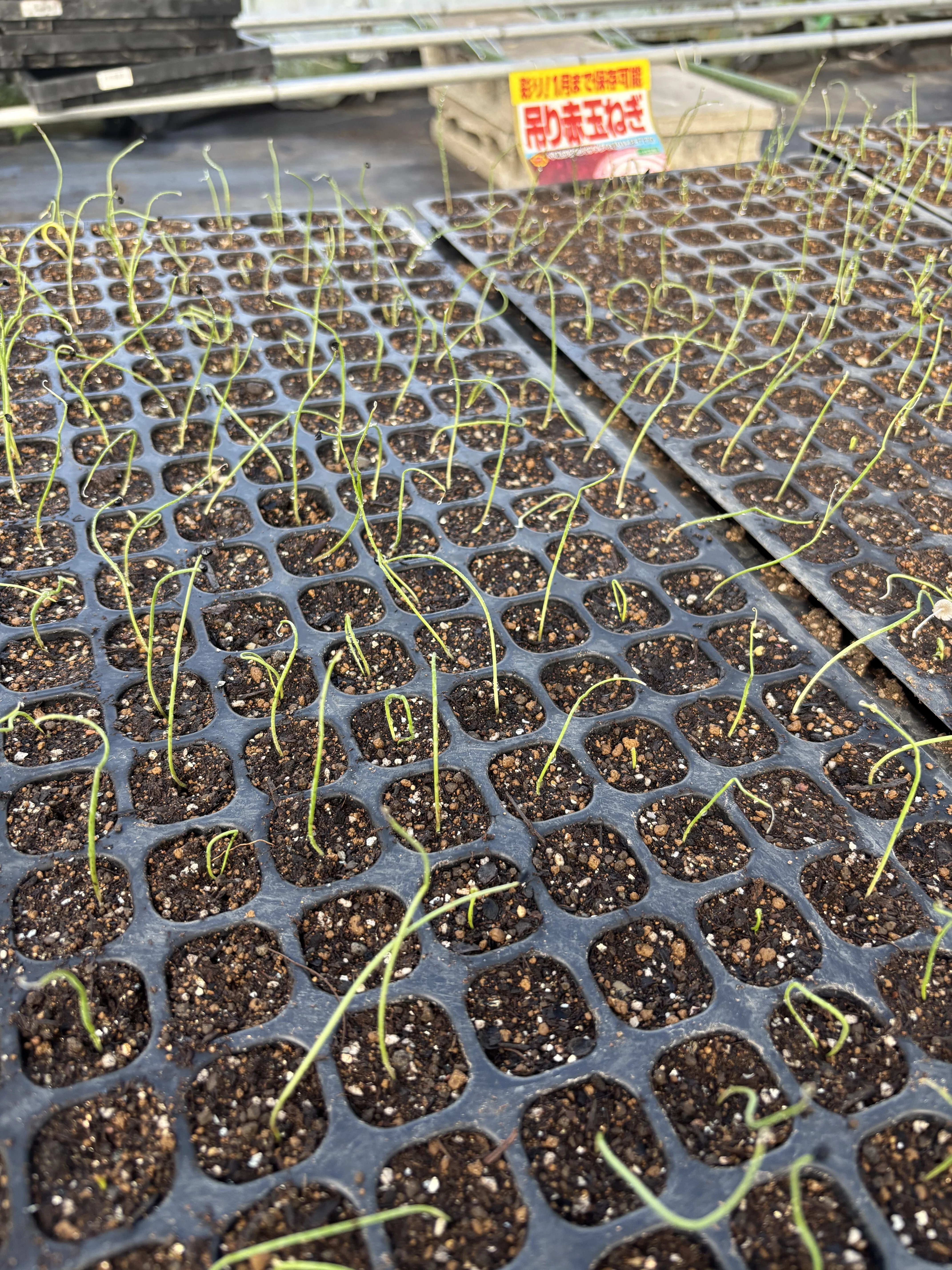Onions sown on September 20th, 10 days later｜ひだまりファーム
