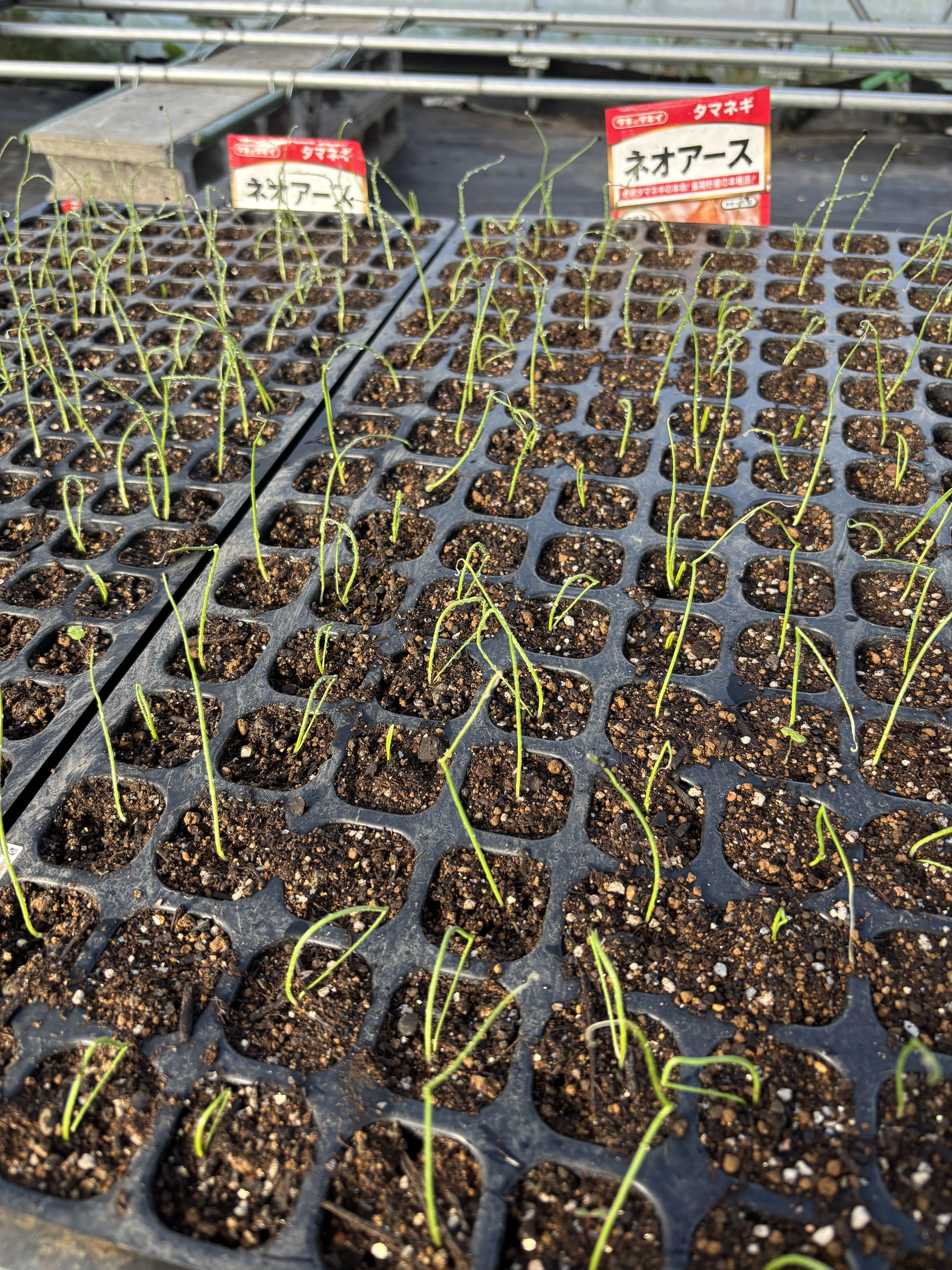 Onions sown on September 20th, 10 days later｜ひだまりファーム