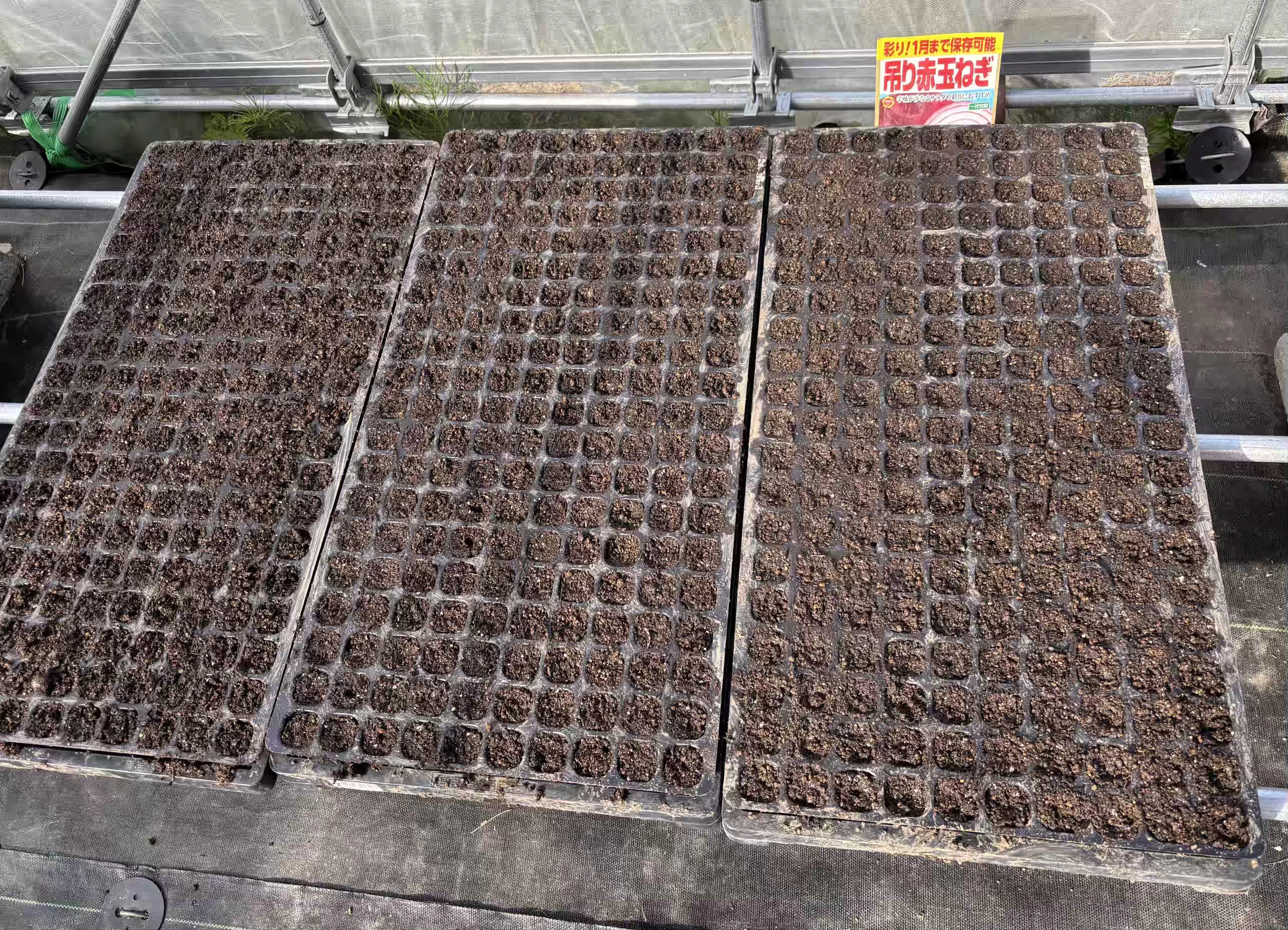 Onions sown on September 20th, 10 days later｜ひだまりファーム
